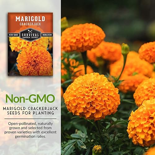 Miniatura 3 de Survival Garden Seeds - Semilla de caléndula Crackerjack para plantar - 5 paquetes con instrucciones para plantar y cultivar en tu jardín de