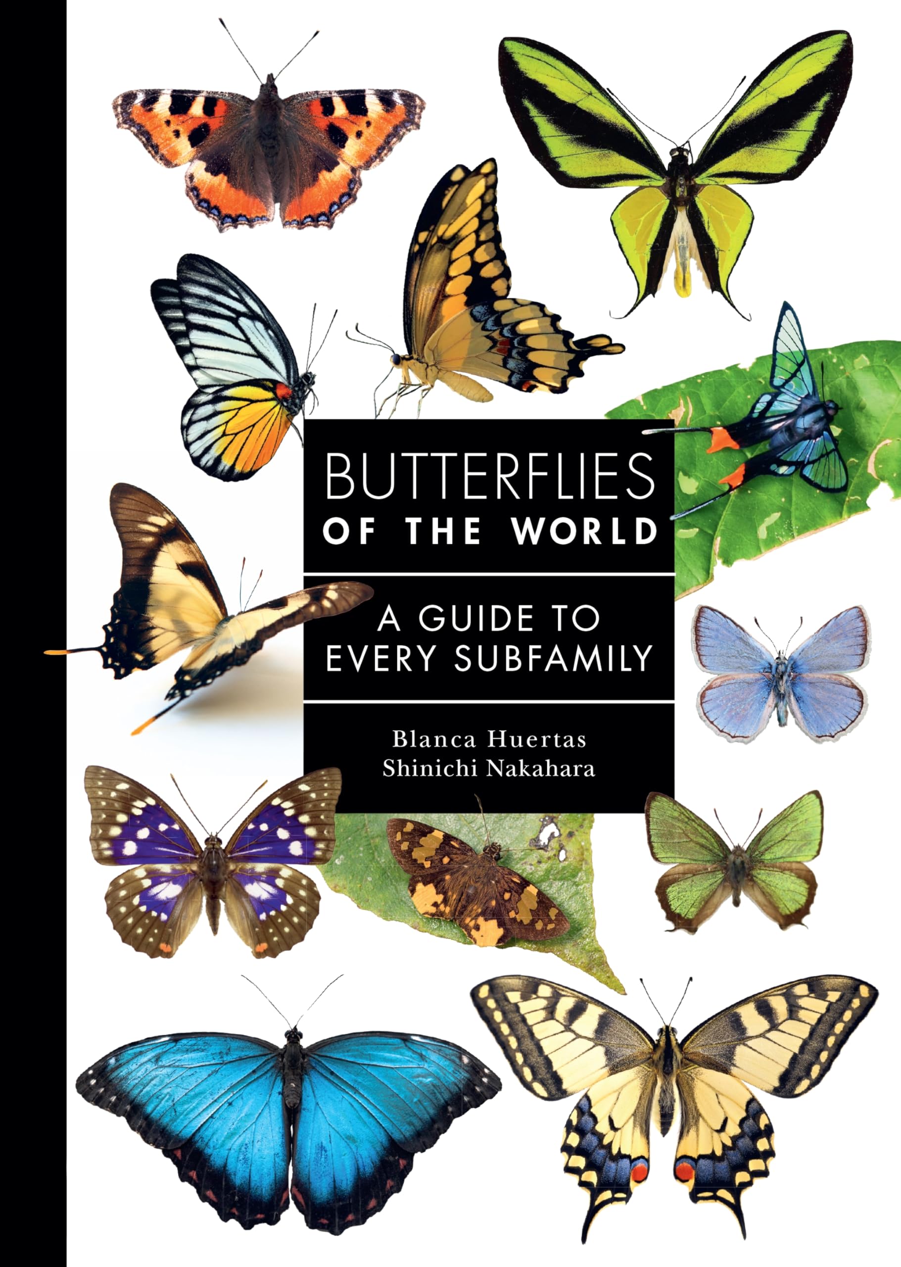 The International Butterfly Book 英語版 初版本 The International Butterfly Book 英語版 初版本 The