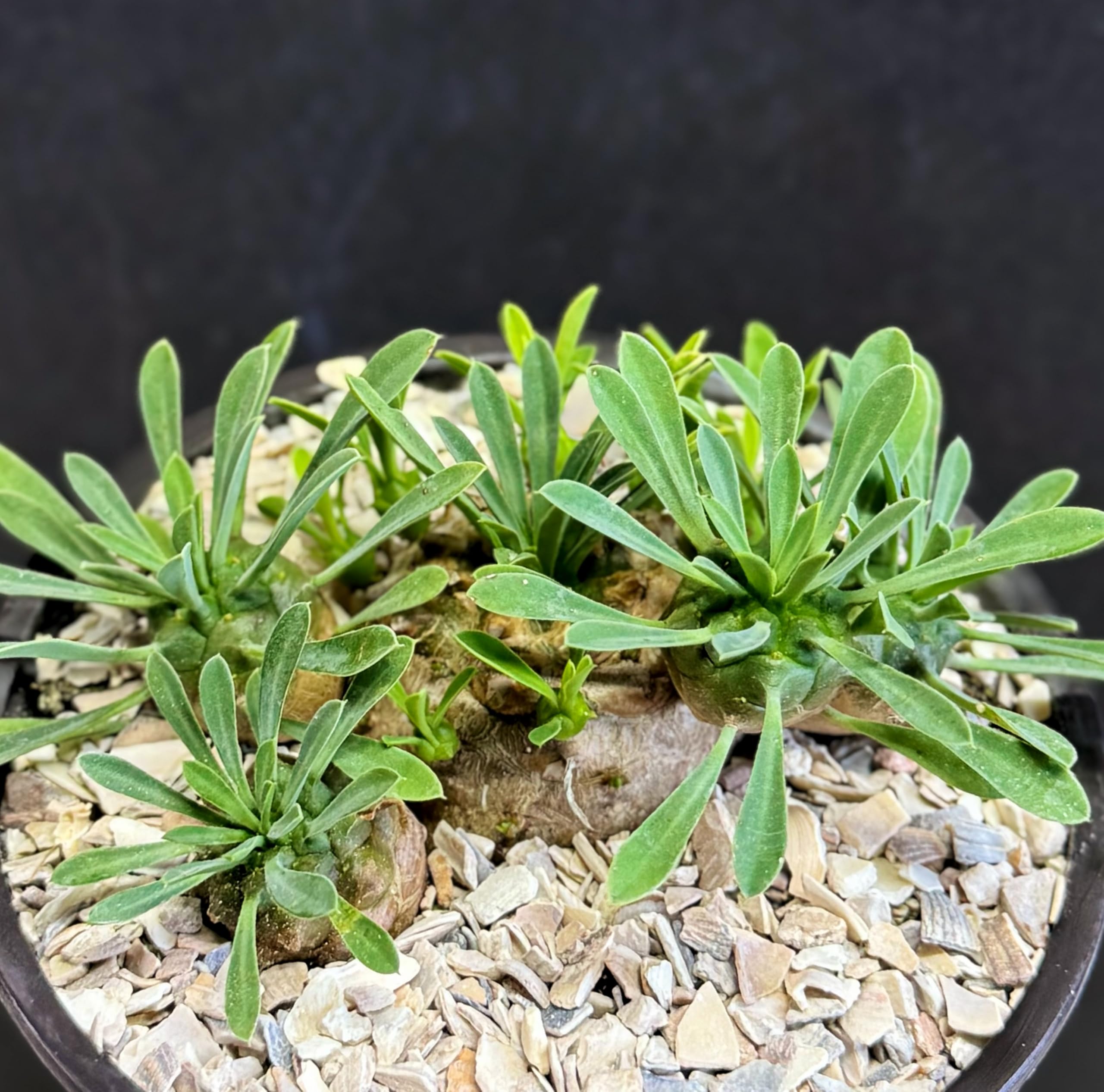 ユーフォルビア　峨眉山(euphorbia japonica) ユーフォルビア 峨眉山 Euphorbia hyb.'cocklebur' 20210815