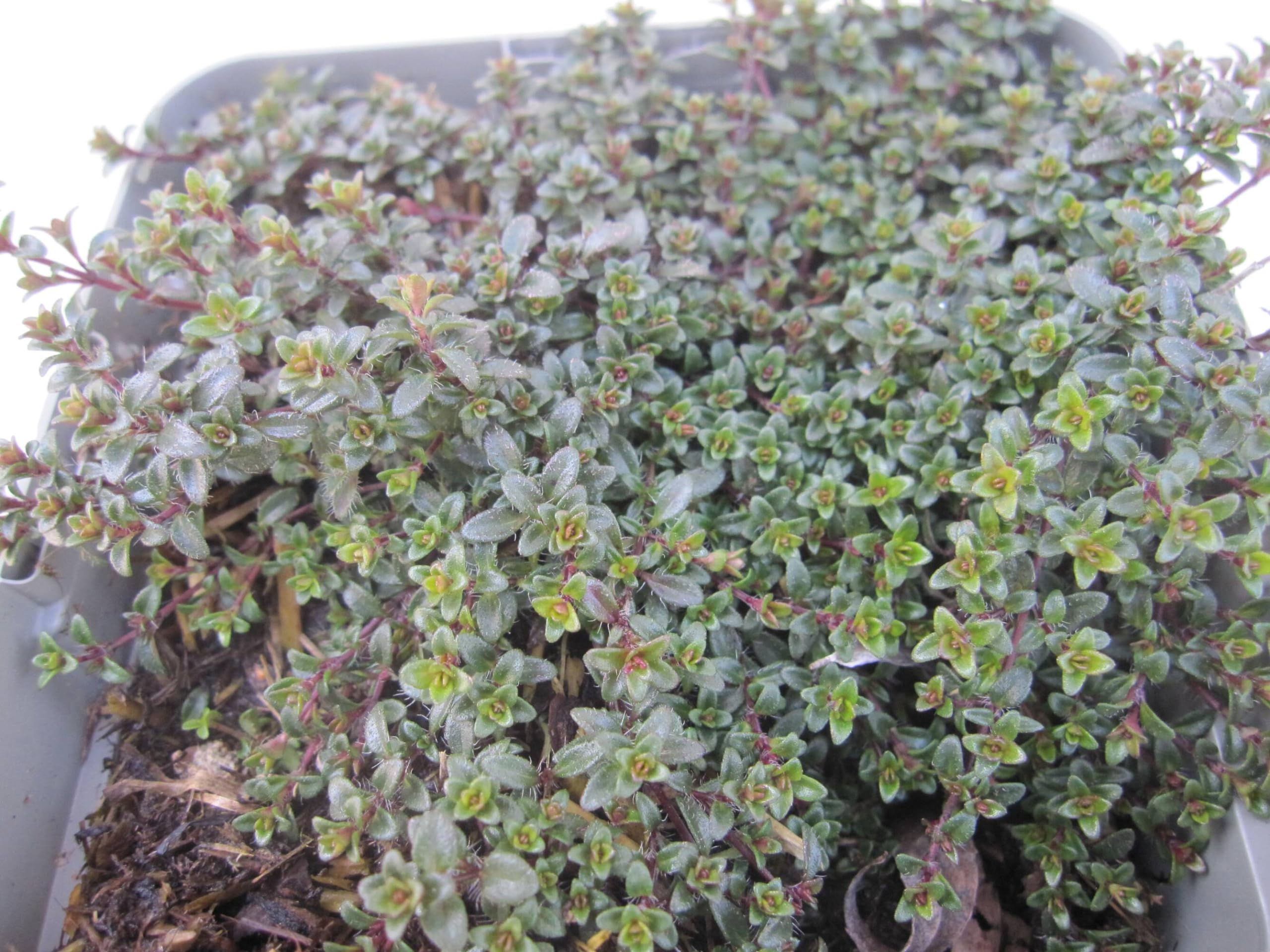 Thymus praecox Red Carpet - Frühblühender Garten Thymian Verpackungseinheit 20