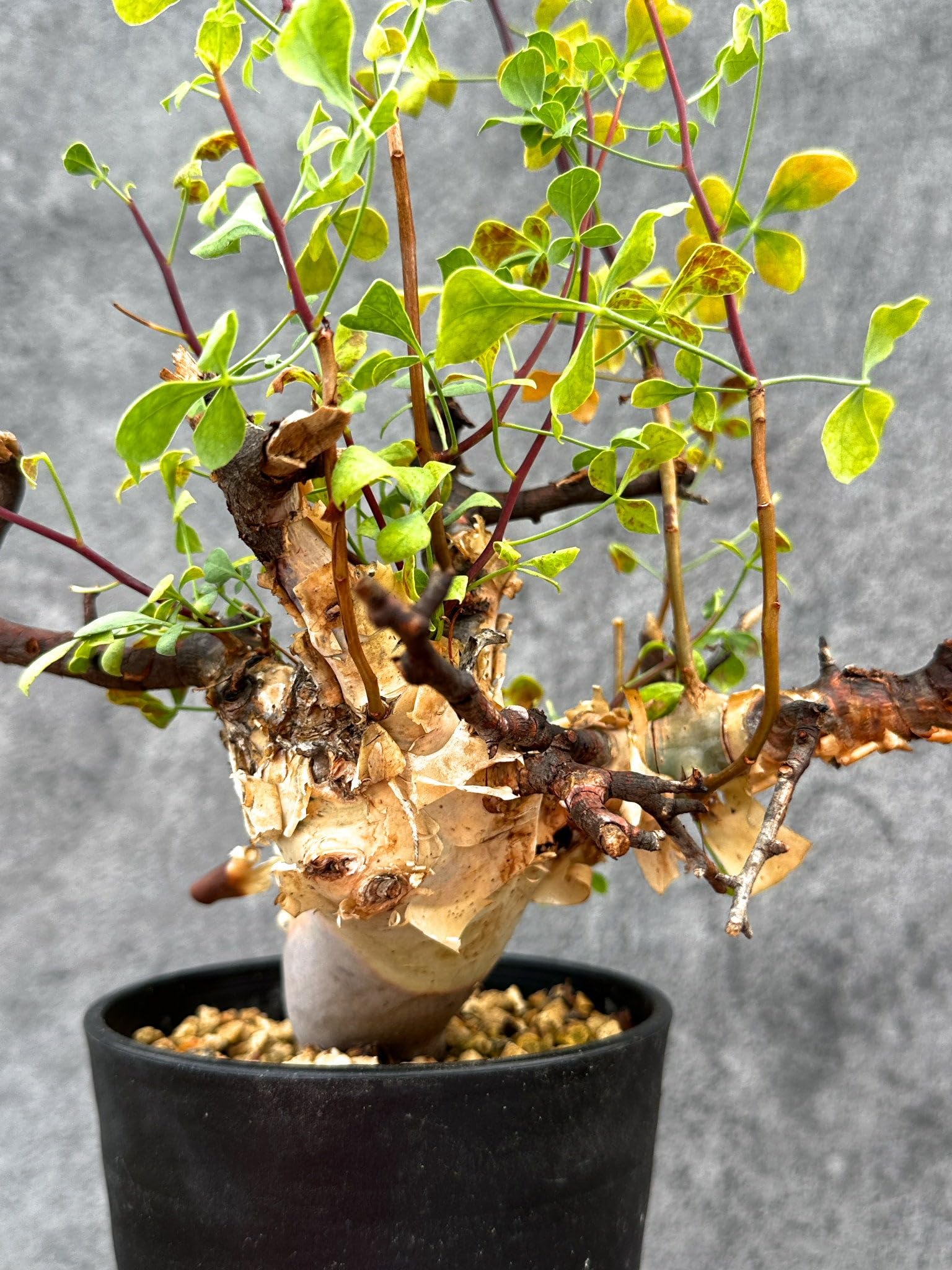Amazon｜【現品限り】コミフォラ・カタフ ソマリア ピュア 現地株 発根