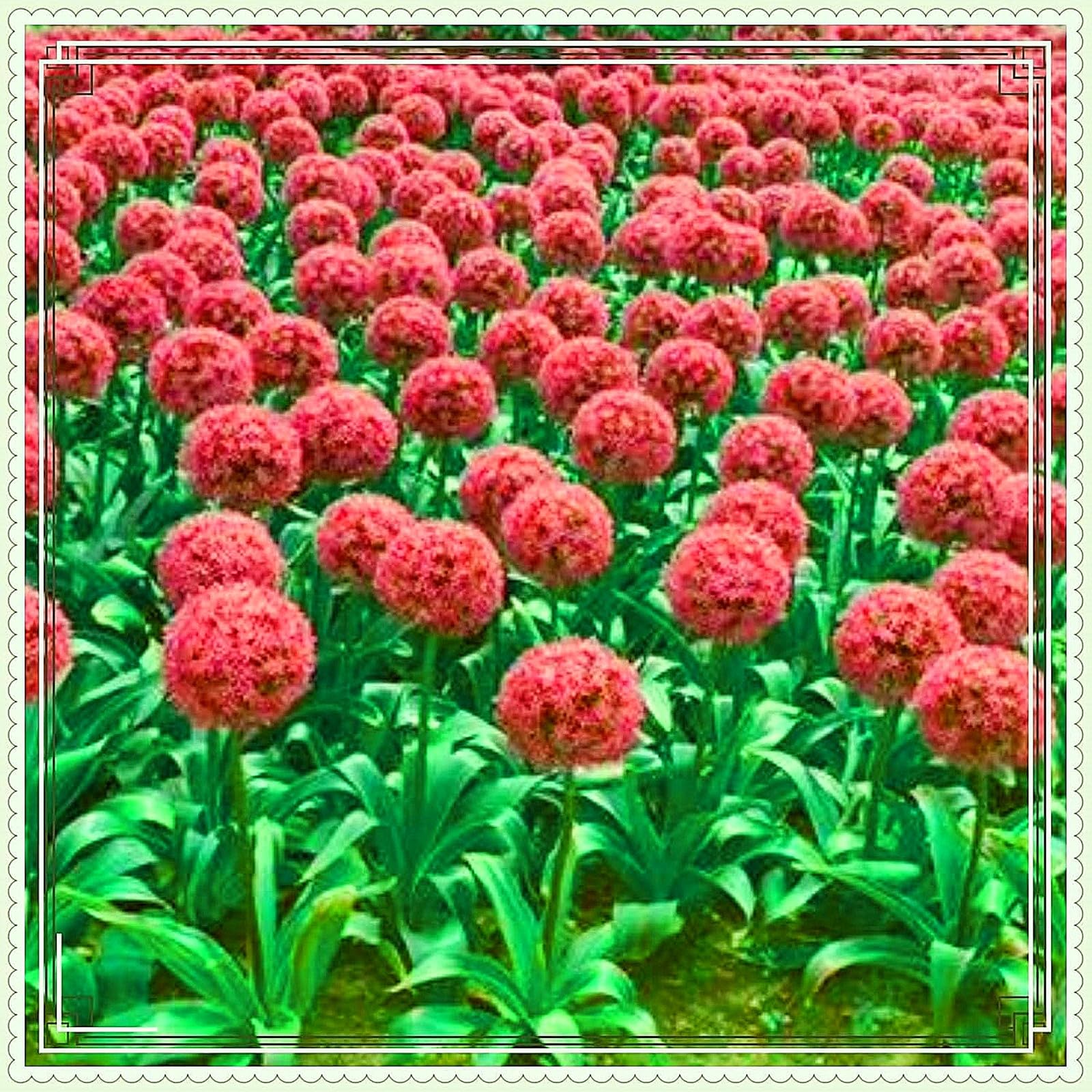 Allium Can Be Planted Now UK, Surprise Growth, Garden Decoration, No Watering Required, Fragrant Flowers, Suitable for Autumn-5 Rhizome-G