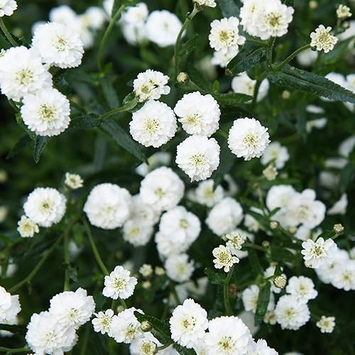 Miniatura 3 de Outsidepride Perenne Achillea Ptarmica Yarrow Pearl Garden Cut Flowers - 10000 Semillas