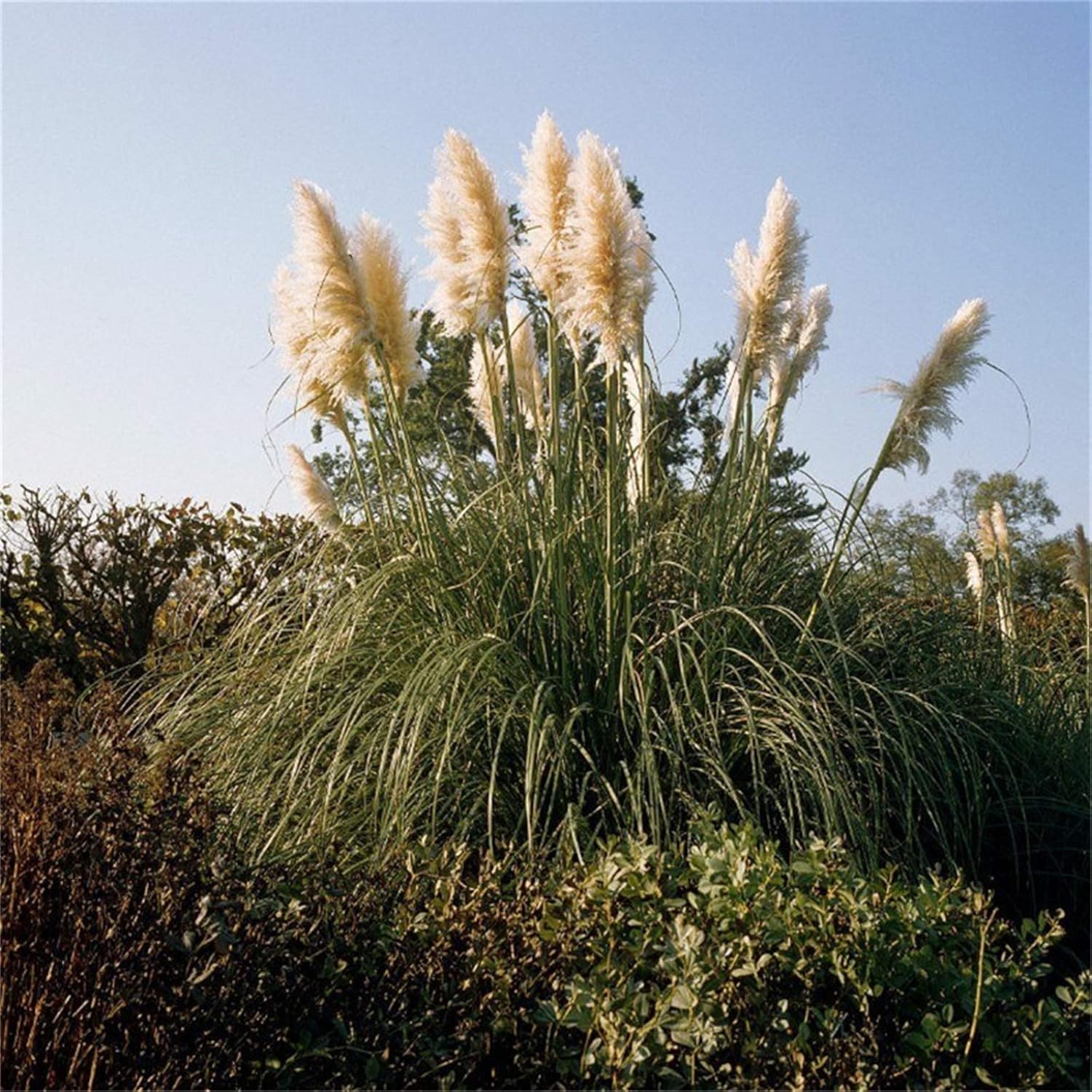 100 Pcs Pampas Mix Color Grass Seeds Cortaderia selloana Seeds Rare Plants Decor Garden : Patio, Lawn & Garden