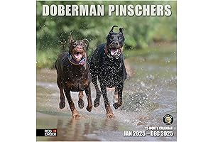 RED EMBER 2024 Doberman Pinscher Hangable Monthly Wall Calendar