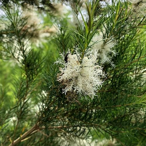 Miniatura 9 de Nature Packaged Aceite de árbol de té, directo de Arulussa Farms en Zambia, 100% puro, grado terapéutico, aceites esenciales a granel (25 libras)