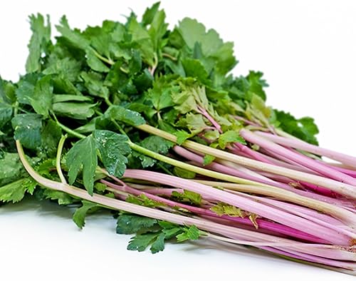 KVITER 200 semillas de apio chino rosa (Apium Graveolens), semillas de hierbas de apio rosa para huerto casero, cosecha temprana, semillas de