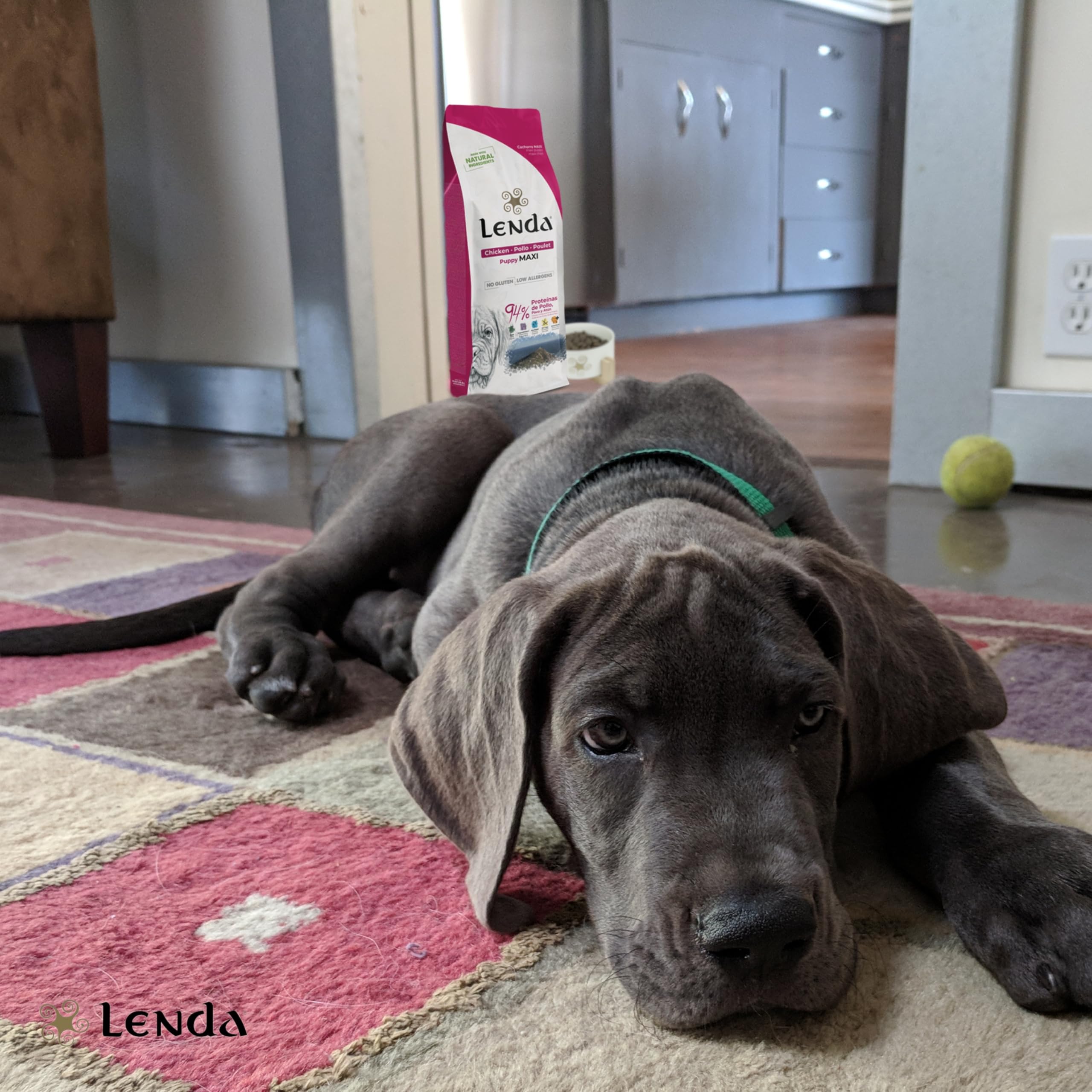 Lenda Puppy Maxi 12KG - Pienso para Perros Cachorros de Razas Grandes y Gigantes | Comida para Perros Rica en Pollo |Pienso Hipoalergénico | Natural
