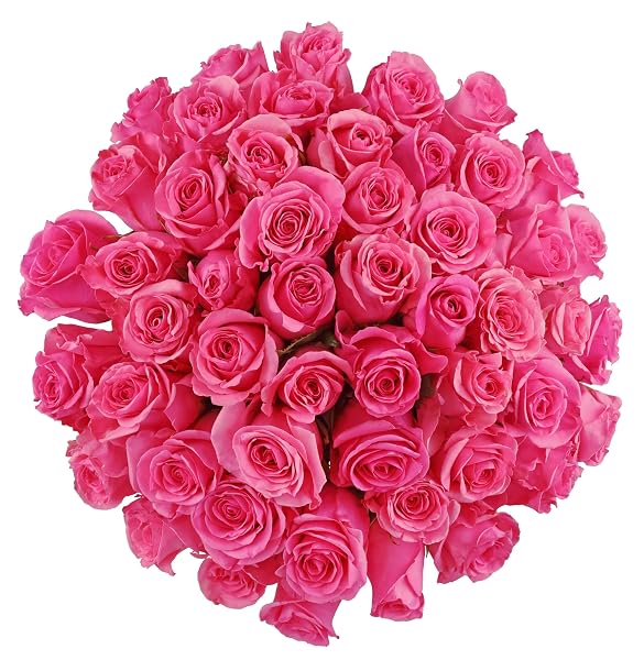 Benchmark Bouquets - 50 Stems of Roses (Vase Not Included)