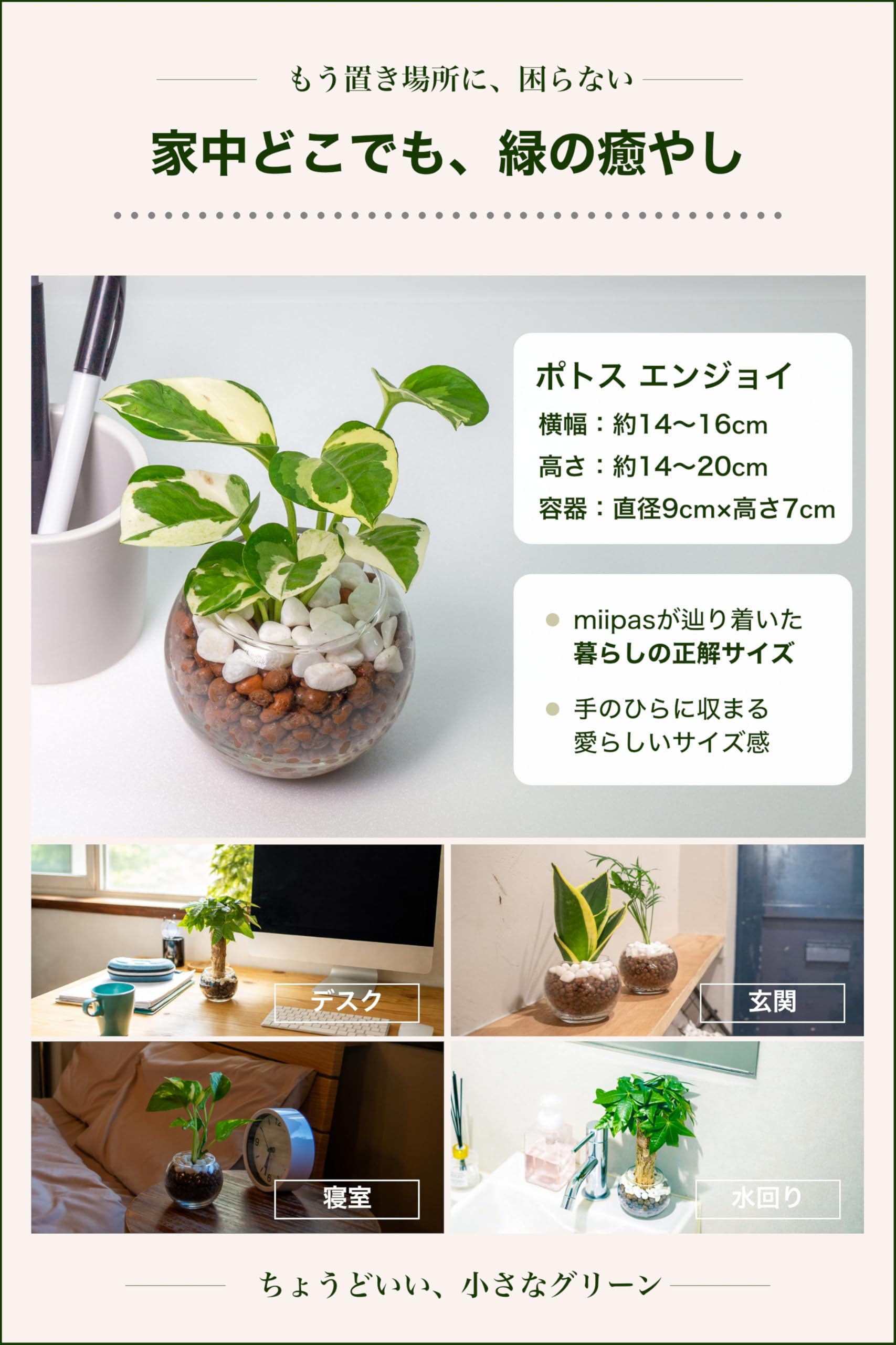 Amazon｜[ miipas ] ポトス ハイドロカルチャー 観葉植物 本物