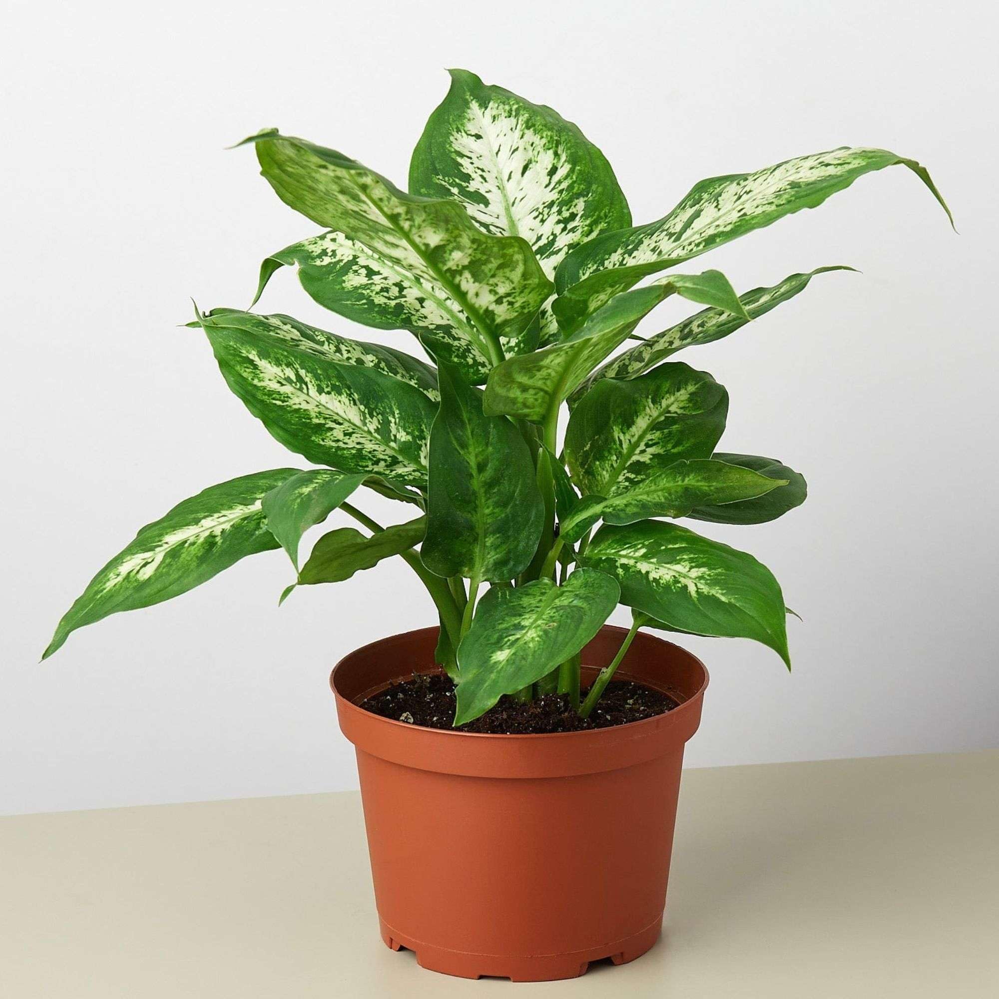 Amazon.com : Dieffenbachia Tropic Snow Live Plant for Indoor