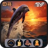 ドルフィン・セレニティ：海の雰囲気と心安らぐ海洋生物のテレビ映像