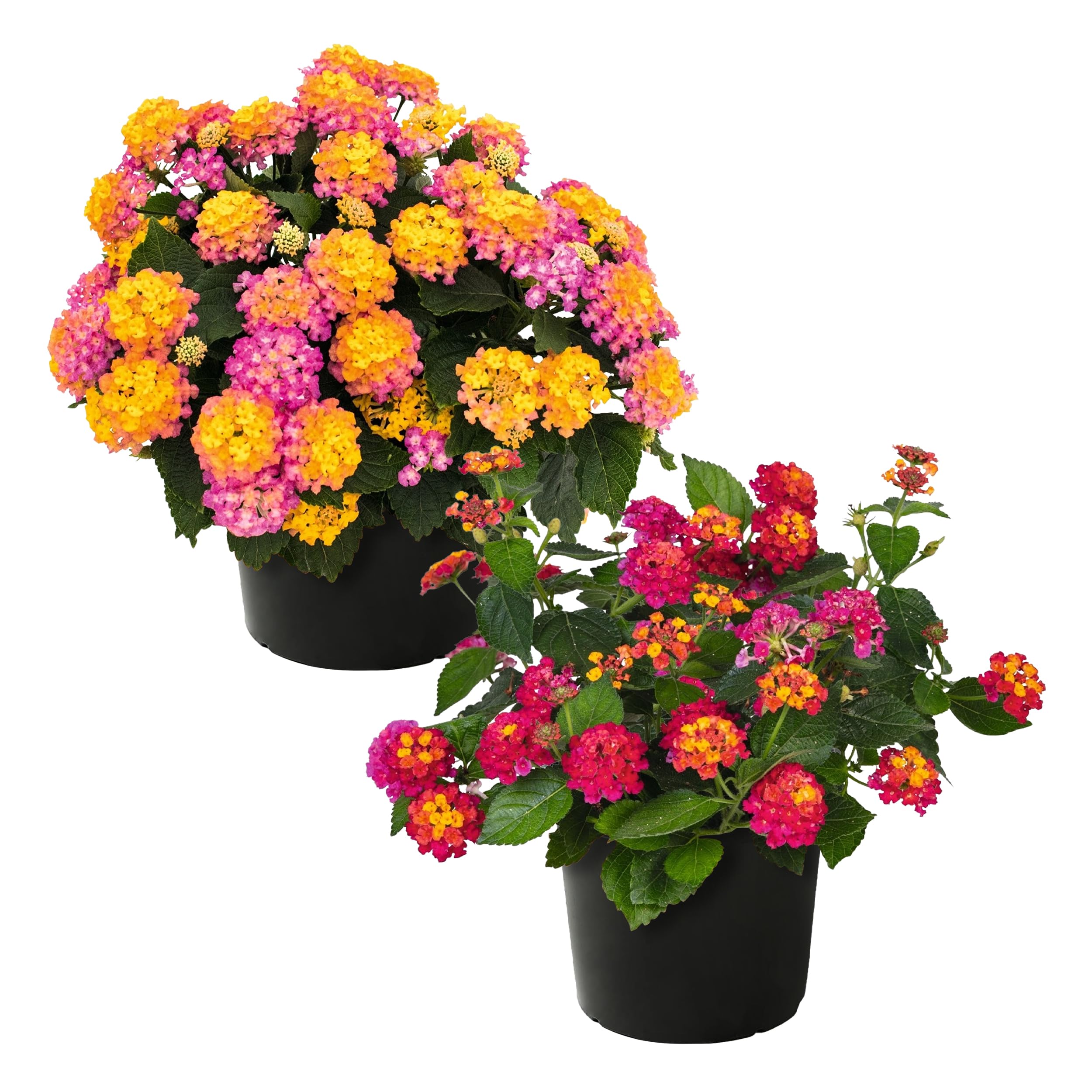 Live Flowering Lantana Grower's Choice