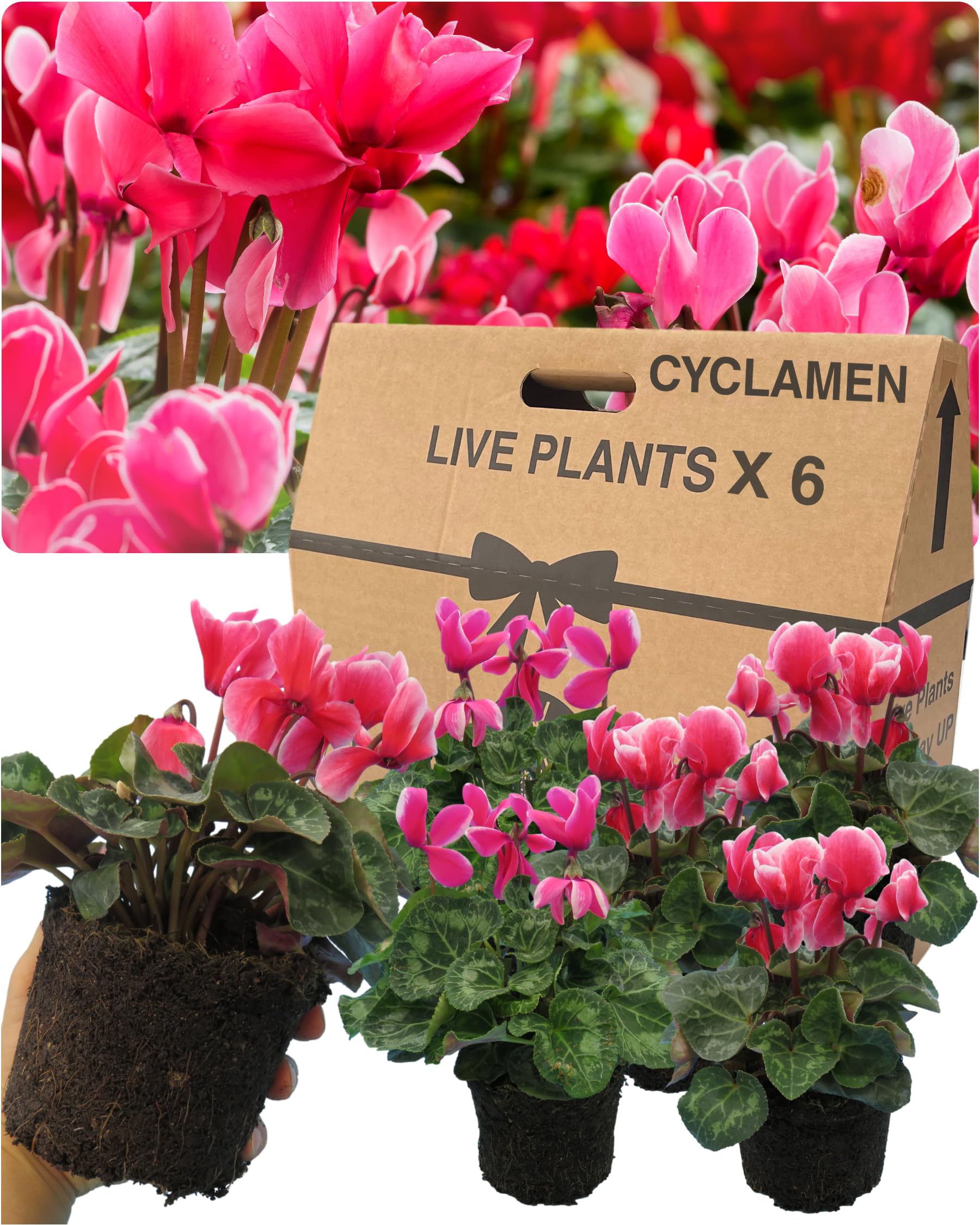 Large Cyclamen Bicolour Flame Plants Outdoor Garden Ready - 6 Mixed Colour Outdoor Flowers. Autumn/Winter Planting. Lrg 1Ltr Potted Size Well Rooted & Established, for Pots, Baskets, Patios, Beds