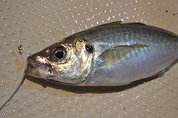 Amazon | AbuGarcia (アブガルシア) オーシャンフィールド バーチカル