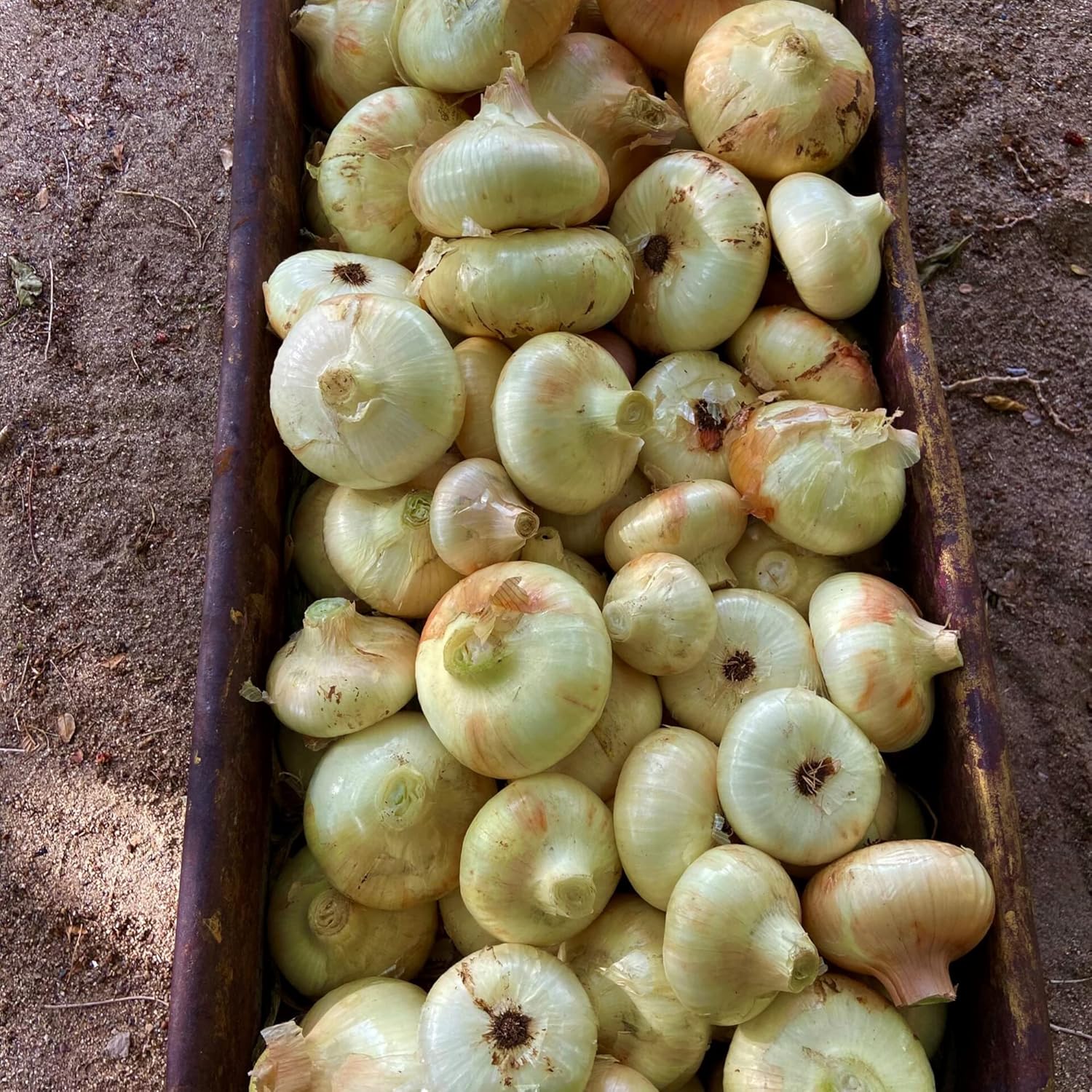 Borettana Cipollini Onion Seeds Heirloom Used in Cooking Pickling and Roasting Firm