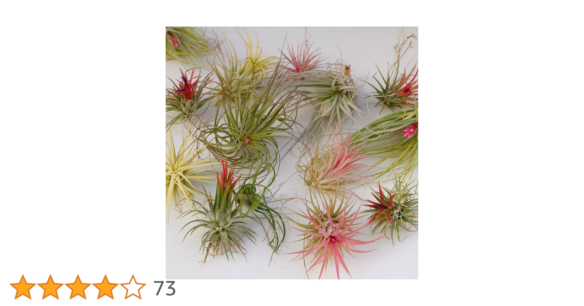 ご*ん様 チランジア22種 まとめ売り お買い得セット(メルカリ便にてお届けしま ご*ん様 チランジア22種 まとめ売り お買い得セット(メルカリ便