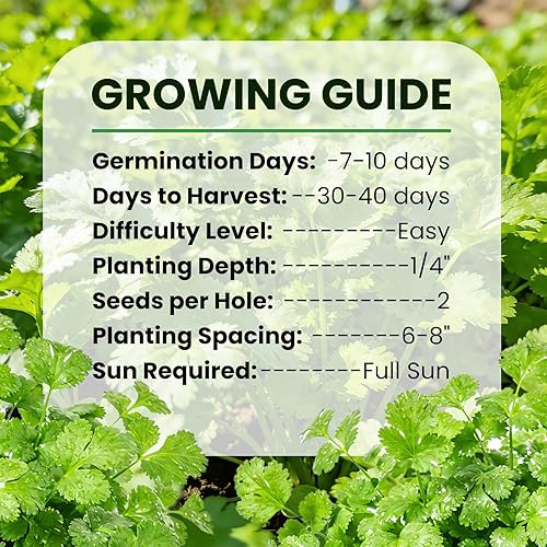 Miniatura 5 de Más de 1200 semillas orgánicas de cilantro sin OMG para plantar en interiores o exteriores, semillas de cilantro de reliquia, semillas de reliquia