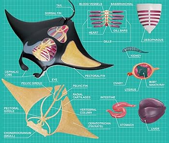 Amazon.co.jp: 青島文化教材社 スカイネット 立体パズル 4D VISION