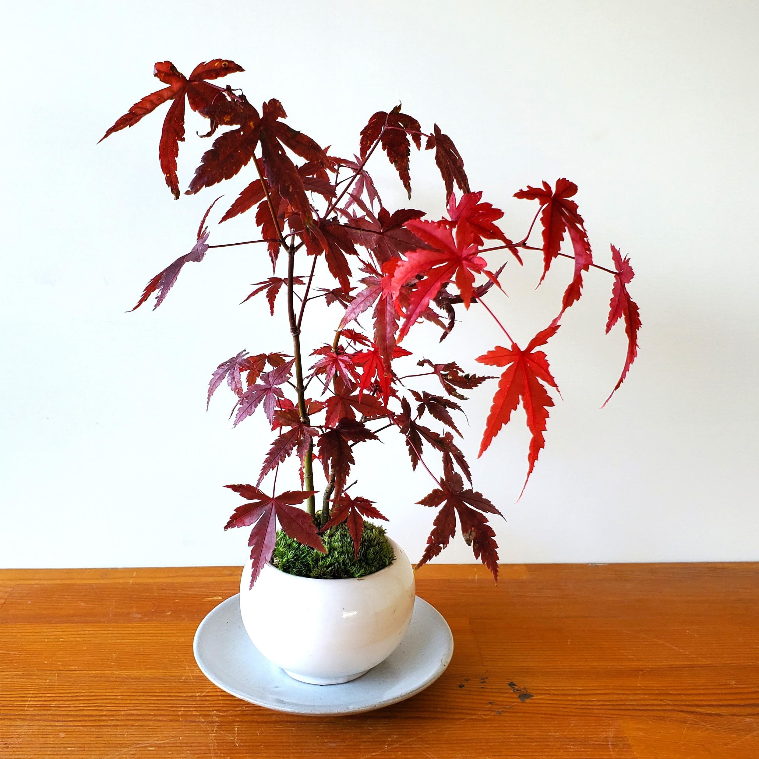 Amazon.co.jp: 【山紅葉（ヤマモミジ）の盆栽（白陶器鉢）・下皿セット