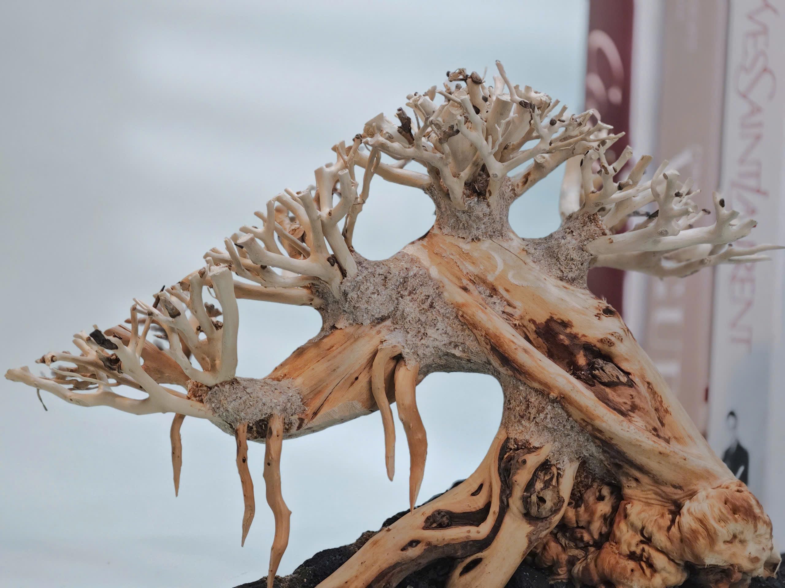 Azil Bonsai Driftwood Aquarium Tree for Aquarium Decor Fish Tank Decorations (10.1'' Length)