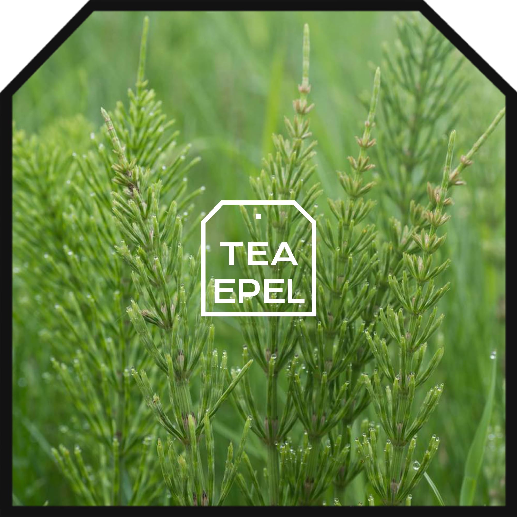 Cola de Caballo Infusión 200 gr - Té de Cola de Caballo a Granel - Propiedades Naturales - Infusiones de Hierbas