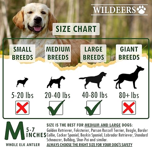 Miniatura 3 de Wildeers Cuernos de alce para perros medianos, paquete de 2, masticables enteros para perros, tratamiento estimulante de la mente, desprendimiento