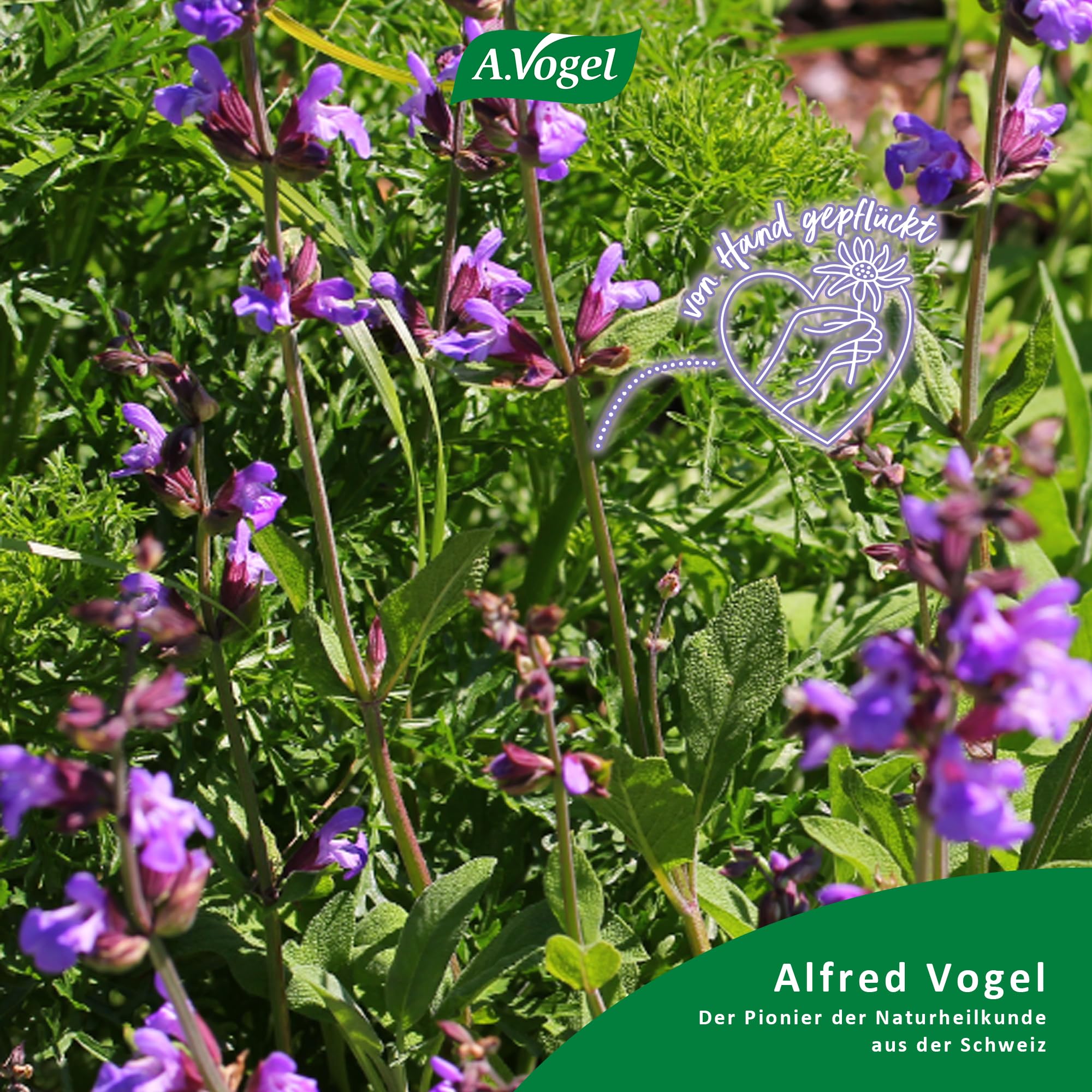A.Vogel Menosan Salvia 30 Tabletten, pflanzliches Nahrungsergänzungsmittel, Salbei unterstützt in den Wechseljahren, Vegan, mit Spissumextrakt aus frischen Salbeiblättern