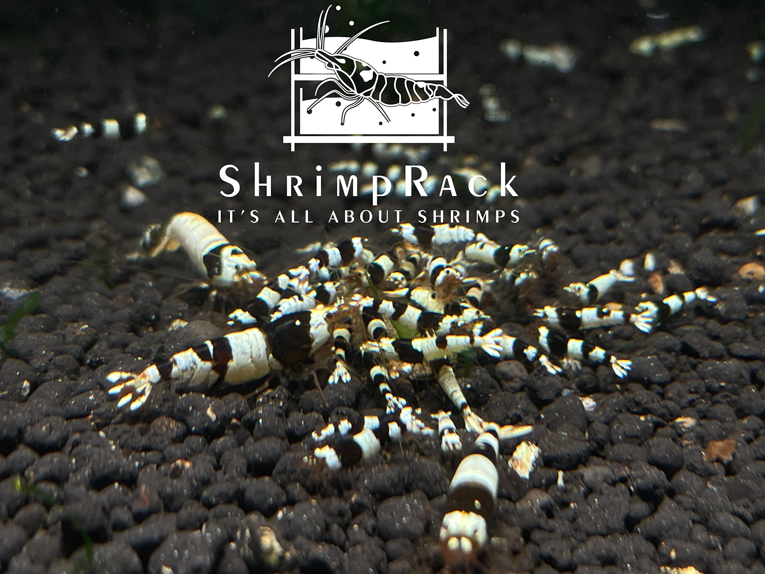 ShrimpRack® 10+1 Crystal Black Shrimp CBS Grade S-SSS Live Freshwater Aquarium Shrimps . 1/4 to 1/2 inch Long.