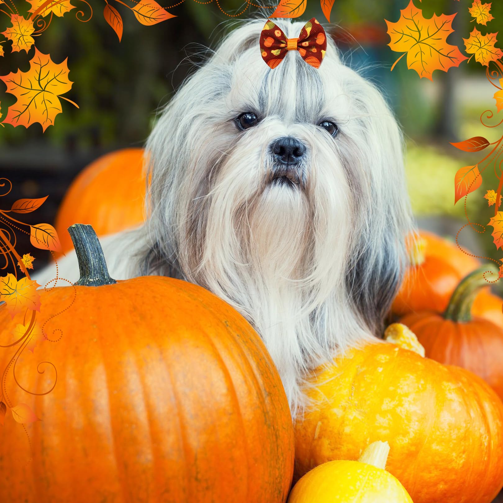 Shih Tzu Pumpkin Stencil