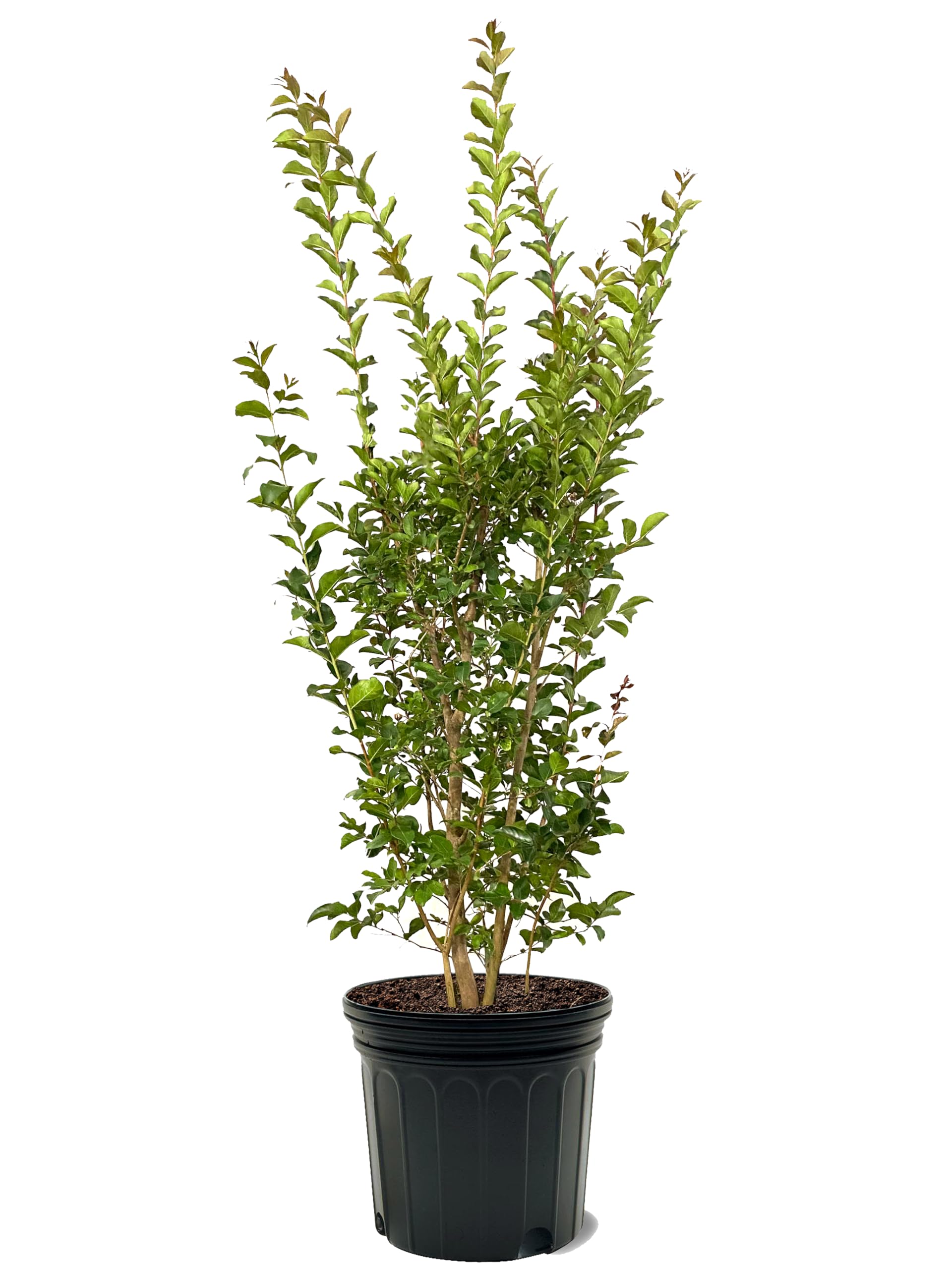 American Plant Exchange Tuscarora Crape Myrtle 7-Gallon