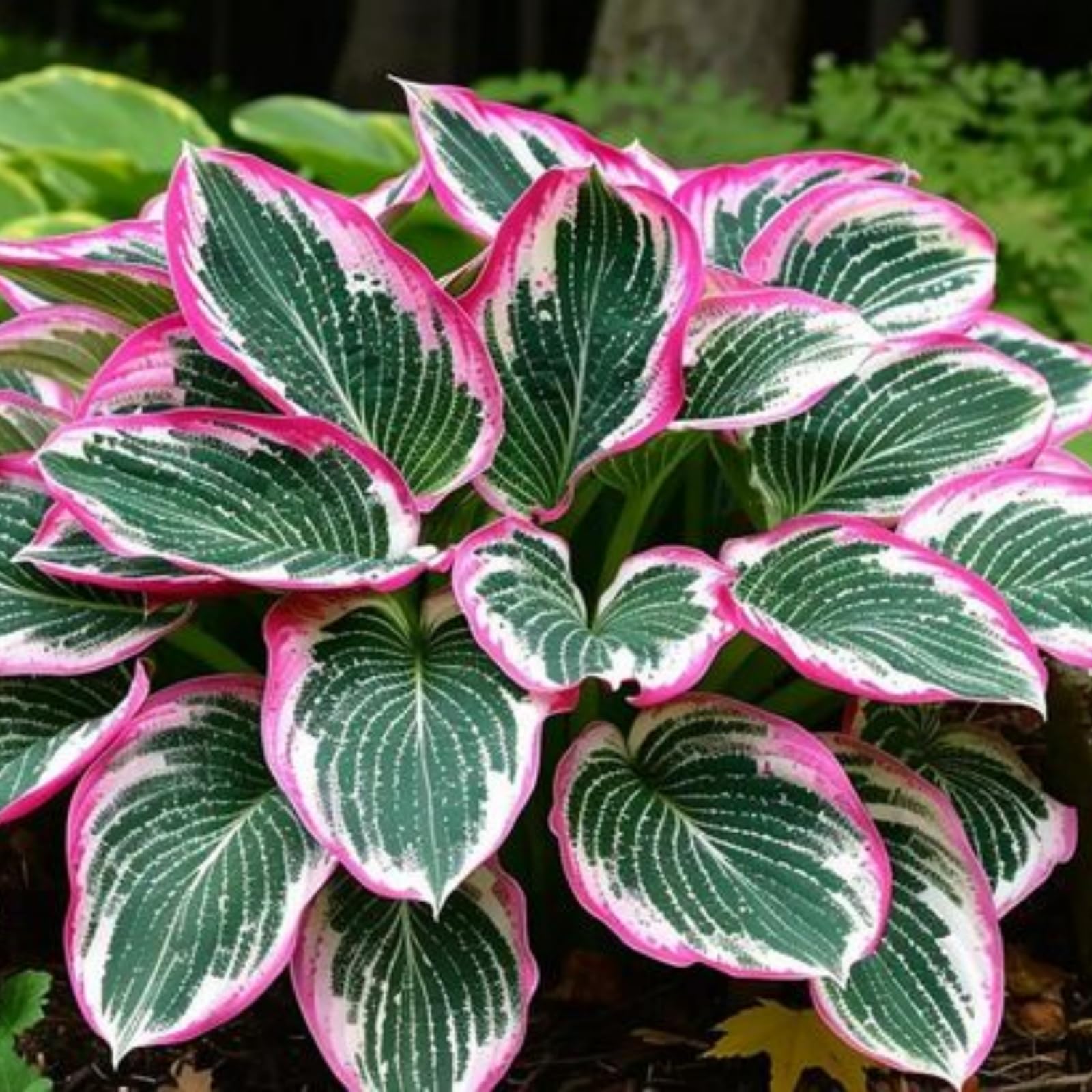 Imperial Hosta Bulbs in Bulk - Hardy Perennial, Timeless Elegance & Breathtaking Blooms, Perfect for Stunning Garden Displays-4 Bulbs-C