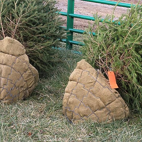 Miniatura 4 de ZUDKSUY Rollos de arpillera de 63 pulgadas x 16.4 pies para jardinería, cubierta protectora de tronco de árbol, cubierta protectora de plantas,