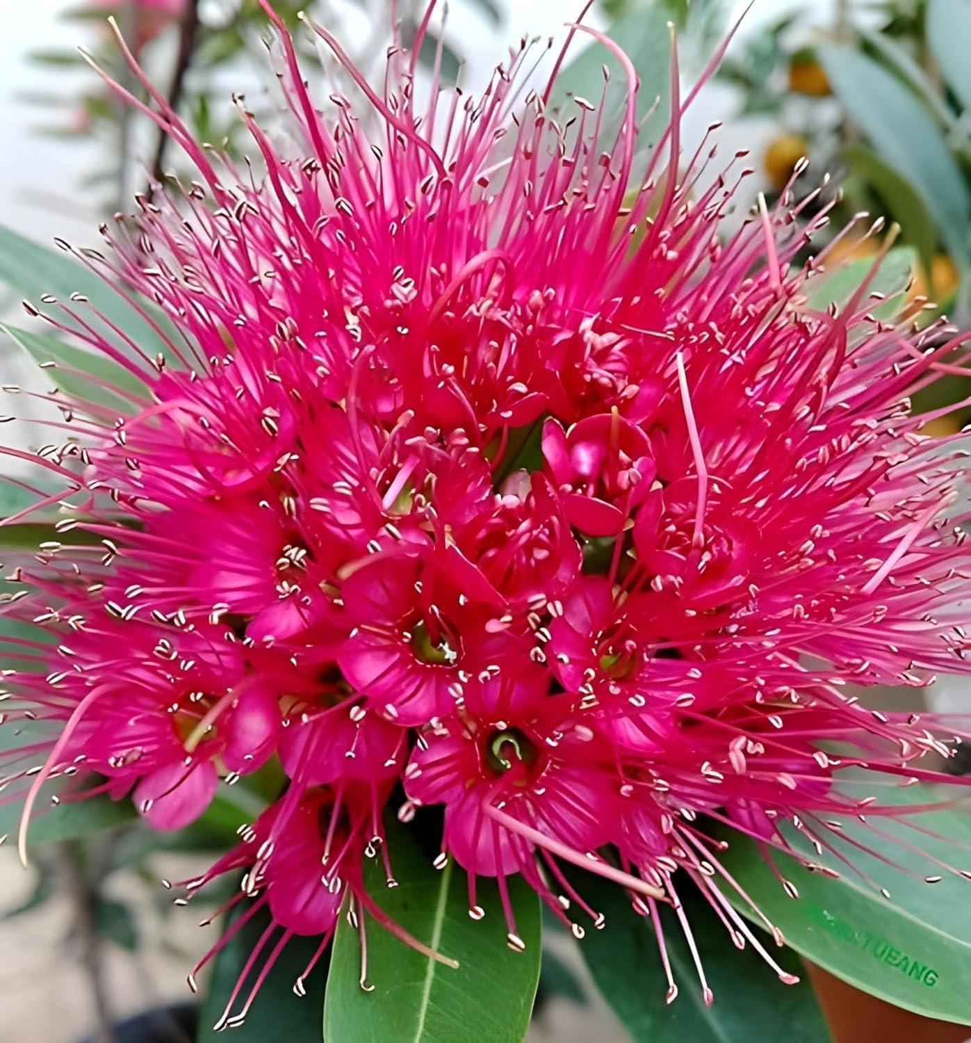 See full amazon price history chart for SEILOZBUNIA FARM - Rare First Love " Pink " Xanthostemon chrysanthus, Golden Penda First Love Fragrant Flower Plant for Home |Terrace | Balcony Garden Healthy Live Plant Pack of 1 SEILOZBUNIA FARM - Rare First Love " Pink " Xanthostemon chrysanthus, Golden Penda First Love Fragrant Flower Plant for Home |Terrace | Balcony Garden Healthy Live Plant Pack of 1 (B0CXMW91YY) Amazon Price History, Amazon Price Tracker