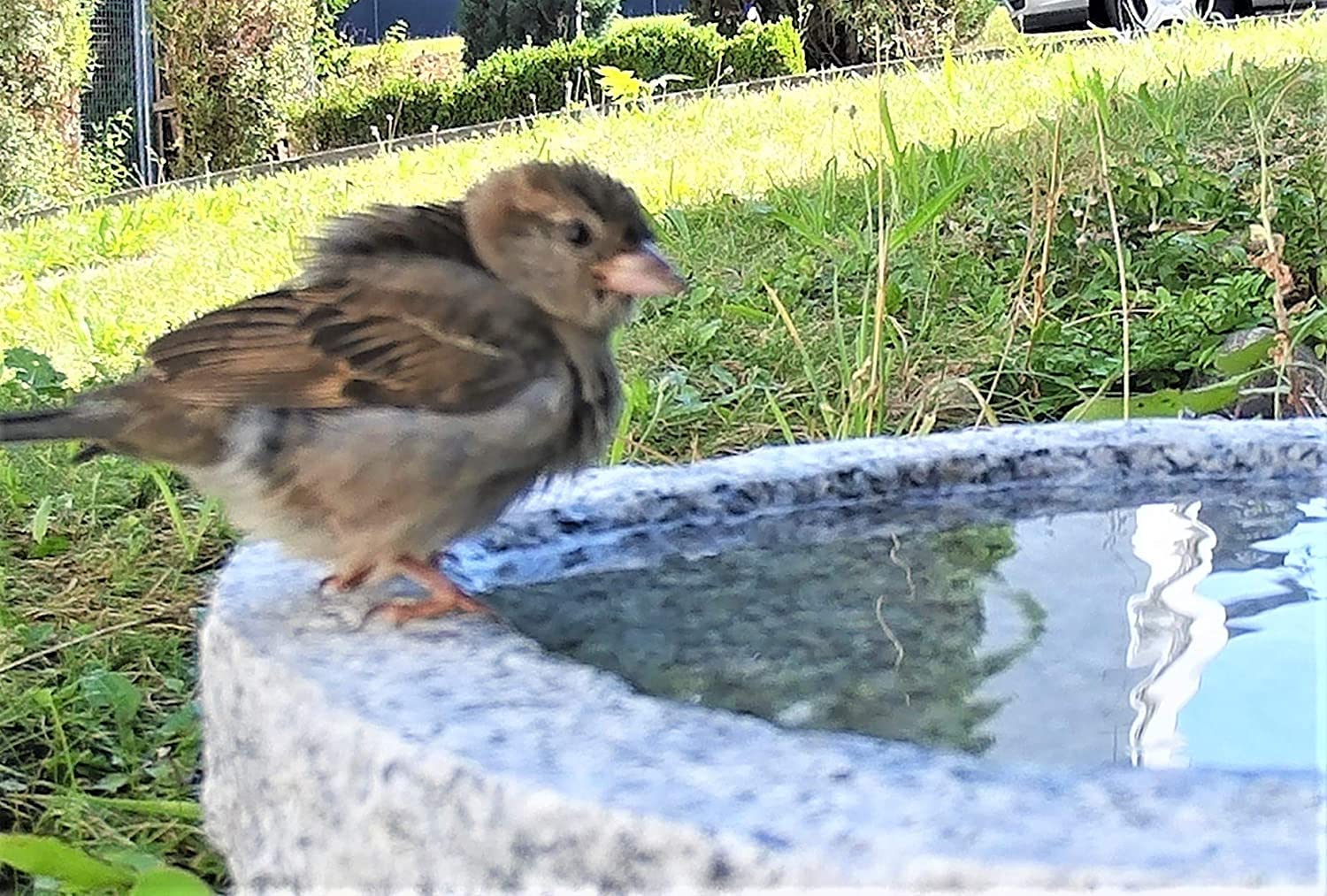 Vogelbad aus Granit 10 cm hoch - Vogeltränke mit 2 Liter Fassungsvermögen auch für größere Vögel