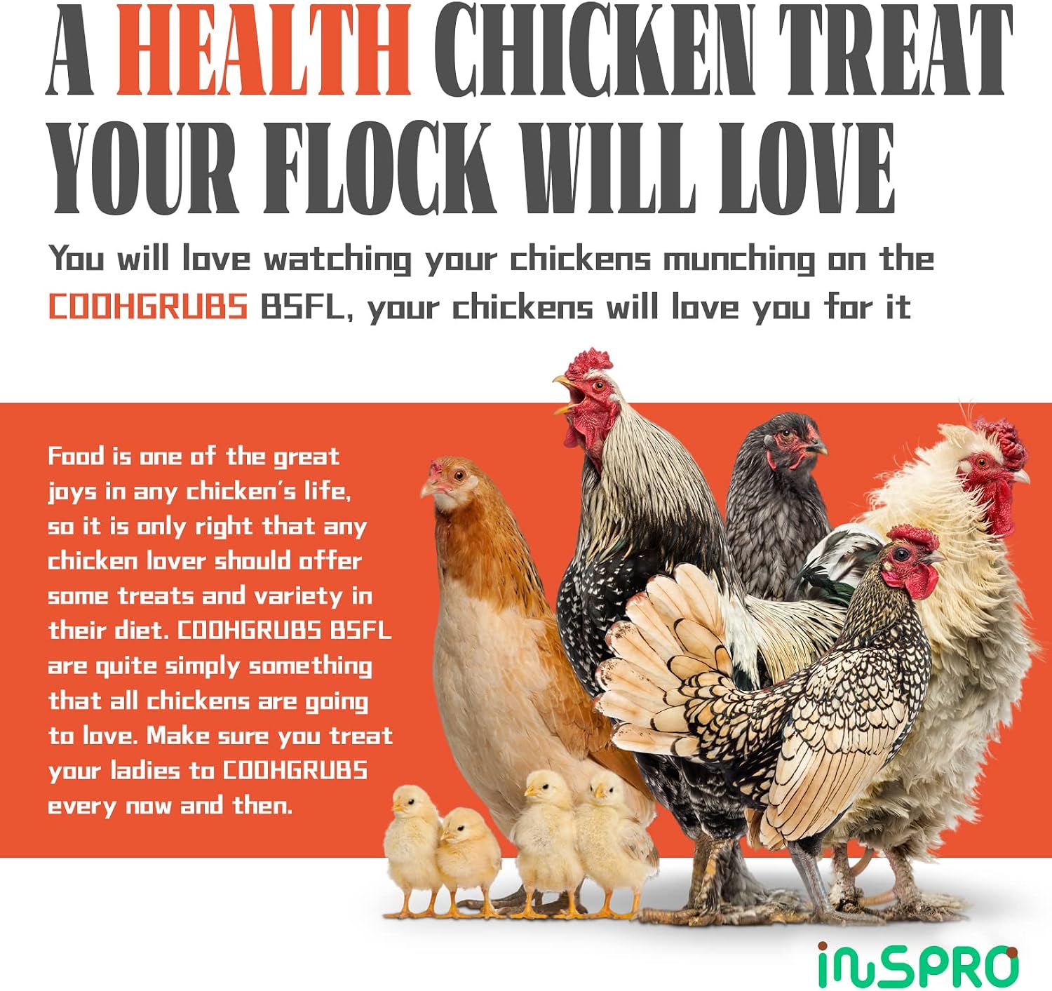 coohgrubs Premium Quality Dried Black Soldier Fly Larvae, Natural Nutritious Grubs for Chickens, High Protein and Calcium Rich Treats for Laying Hens, Ducks, Geese, Turkeys, Quails and More