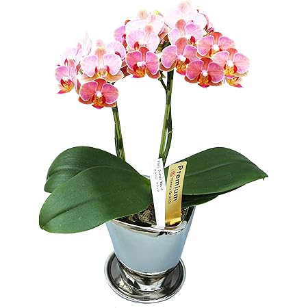 Amazon ピンク系ミディー胡蝶蘭 オレンジマジック シルバー鉢入り 4 5号鉢 ２本立ち 生産者より日本全国へ胡蝶蘭をお届けいたします インターナショナルマーケット 観葉植物 オンライン通販