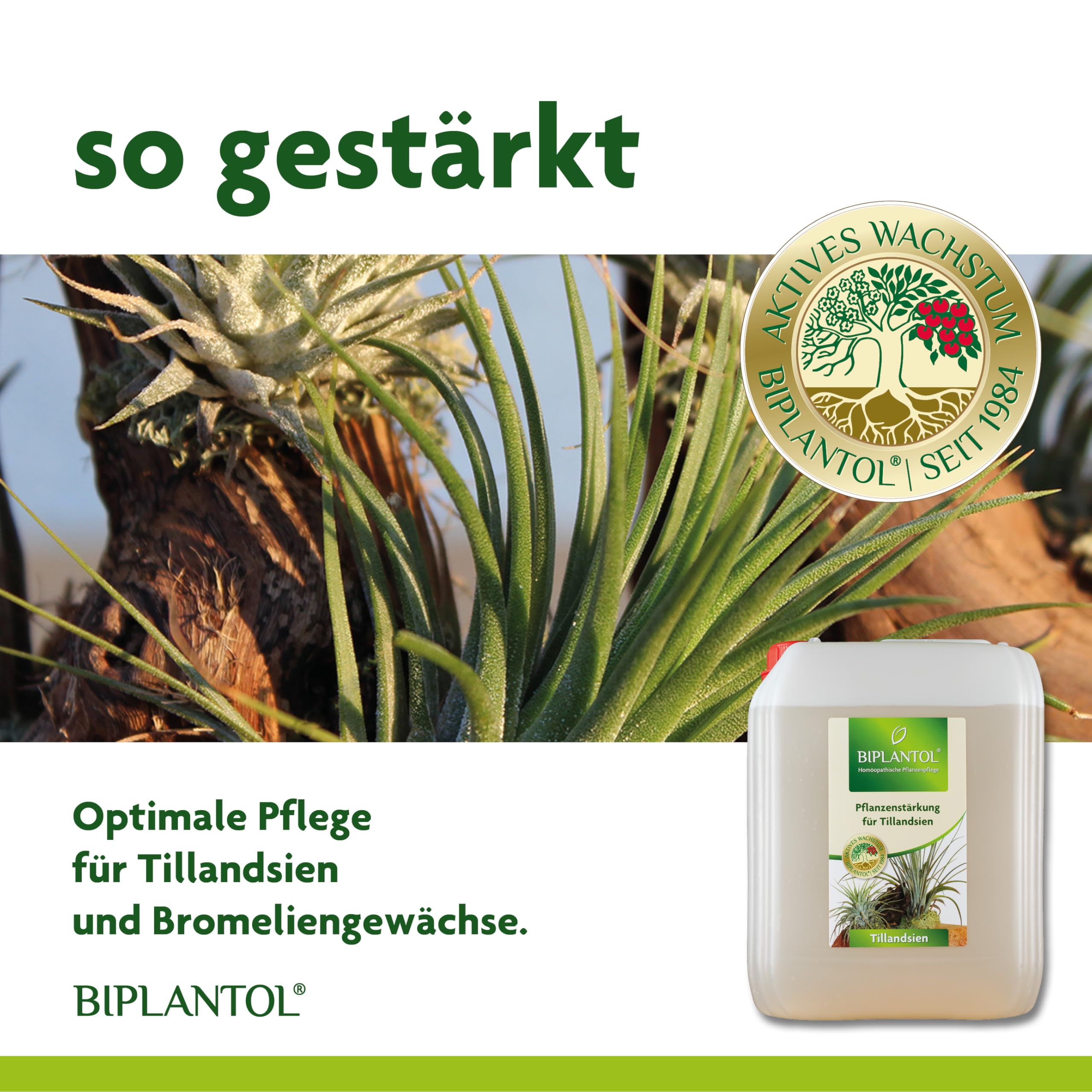 Tillandsien 5L – Natürliche Pflege für Tillandsien & Bromelien – Pflanzenstärkungsmittel zur Regeneration & Blühfreude – Ideal für epiphytische Zimmerpflanzen – Luftpflanzen