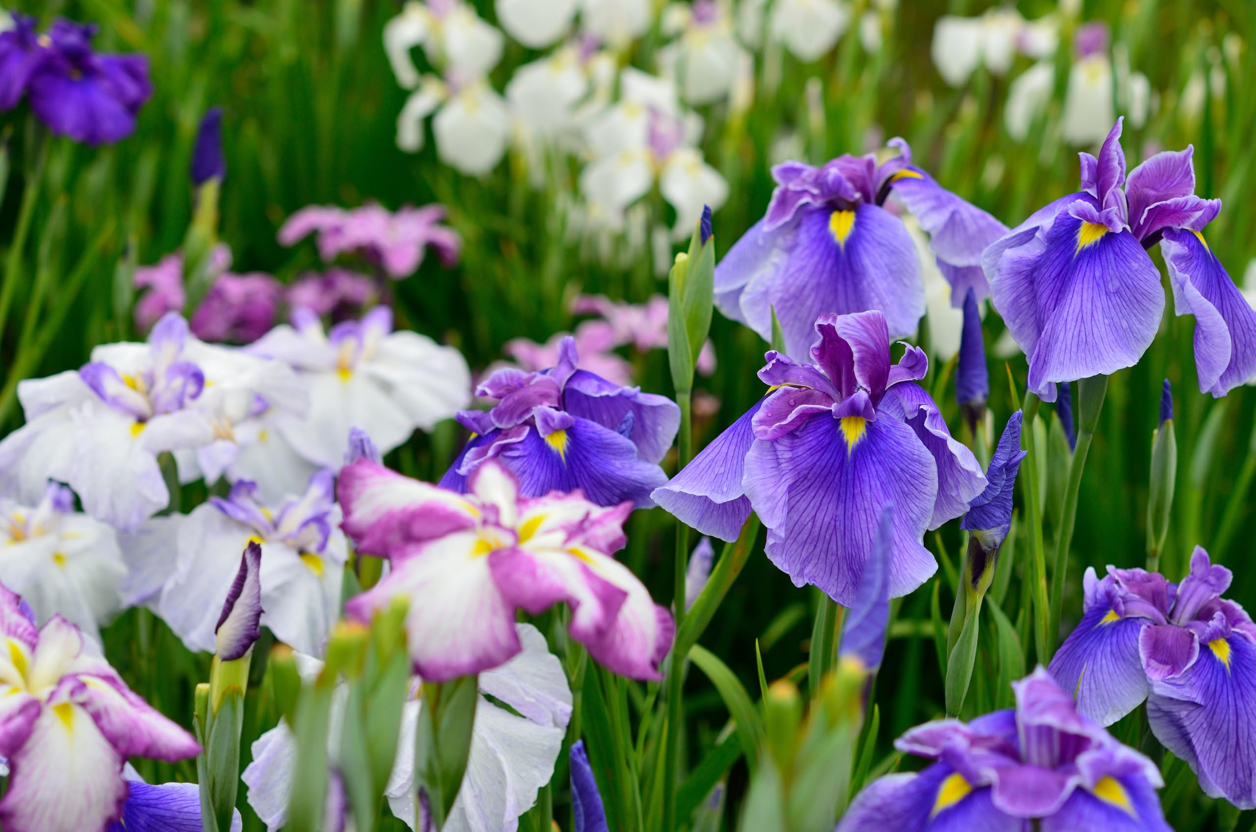 Lincsplants - Iris ensata 'Breeders Mix'-3 / 9cm Bareroot