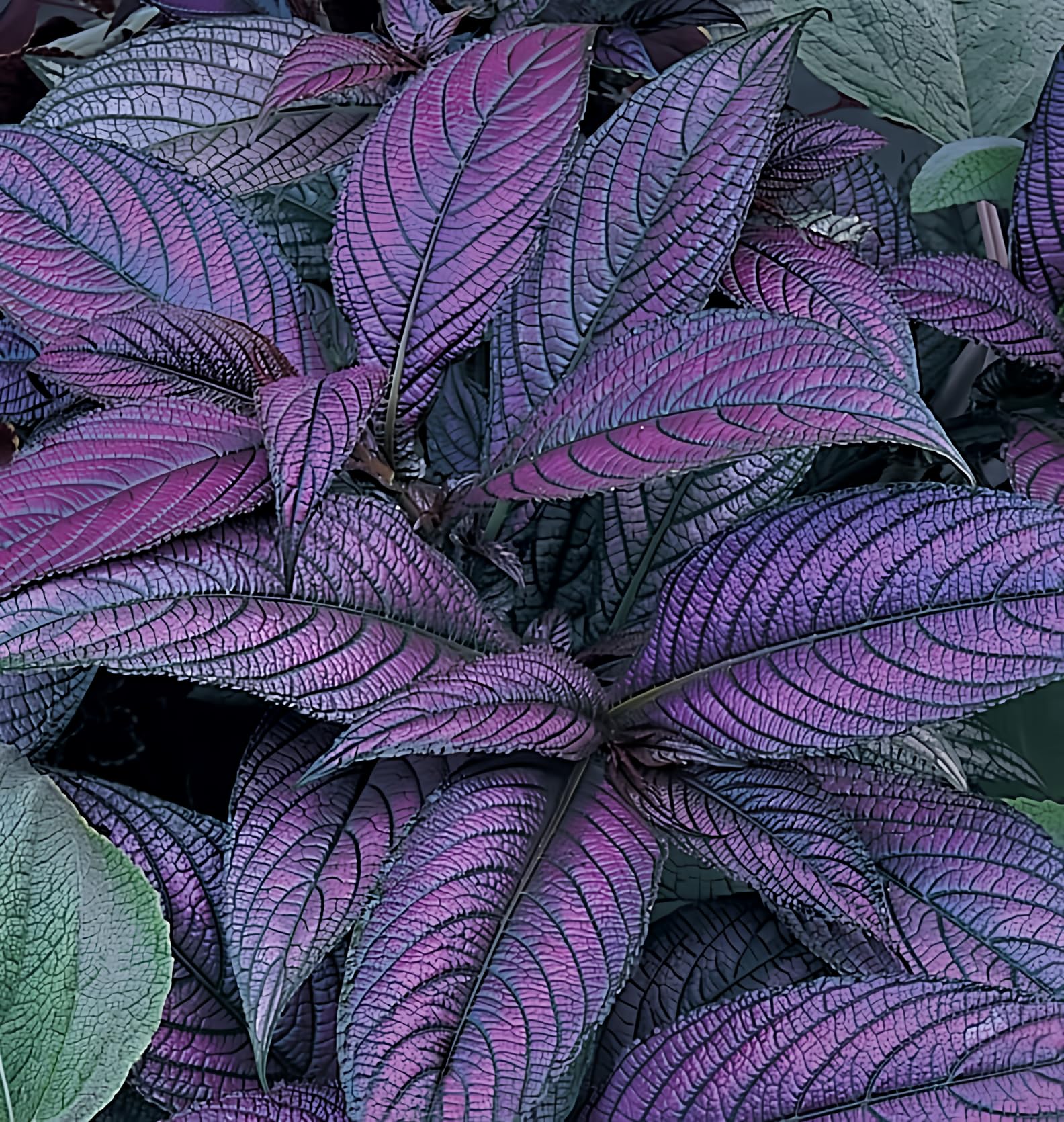 Persian Shield Starter Plant