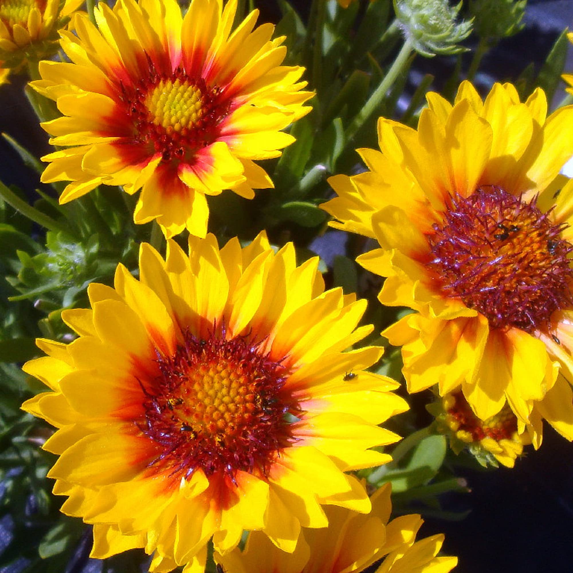 Gaillardia Sunset Sunrise Yellow Hardy Outdoor Garden Perennial Plant