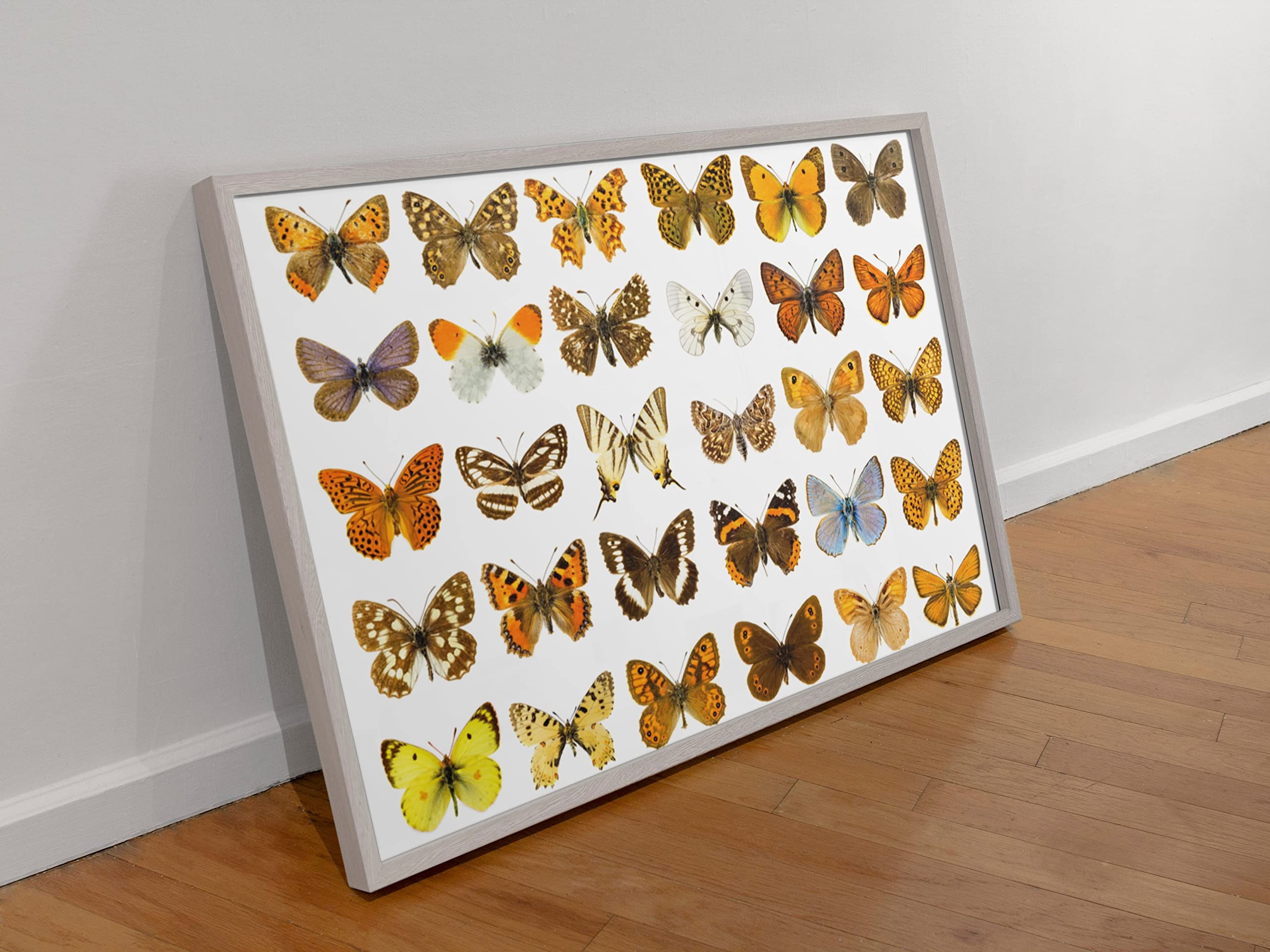 Butterfly edition ポスター・チェキセット Butterfly edition