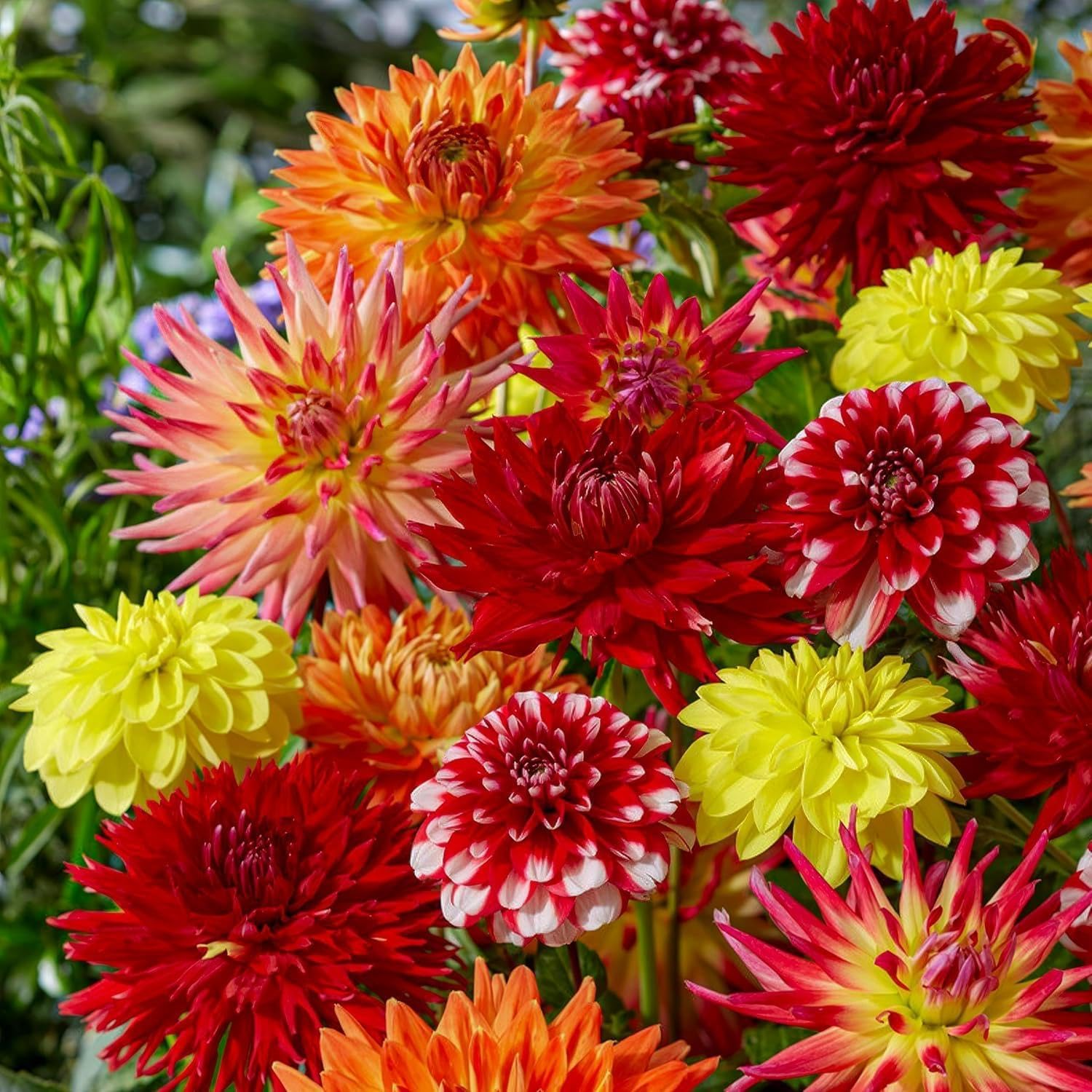 Dahlia Tubers Grand Collection, paquete de regalo con mezcla de 5 variedades de bulbos de dalia de Holanda, mezcla exclusiva de tubérculos de dalia para jardín y macetas(sin semillas, no artificiales)