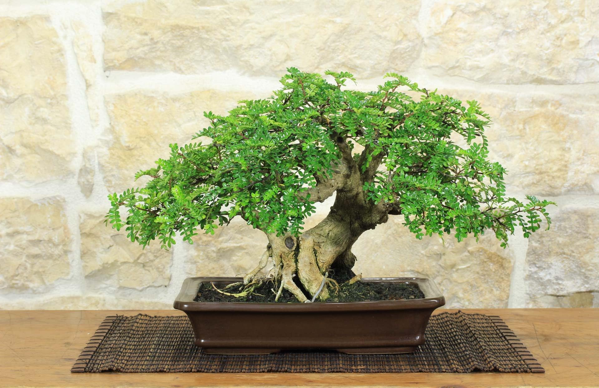 Bonsaï de poivre japonais (96)