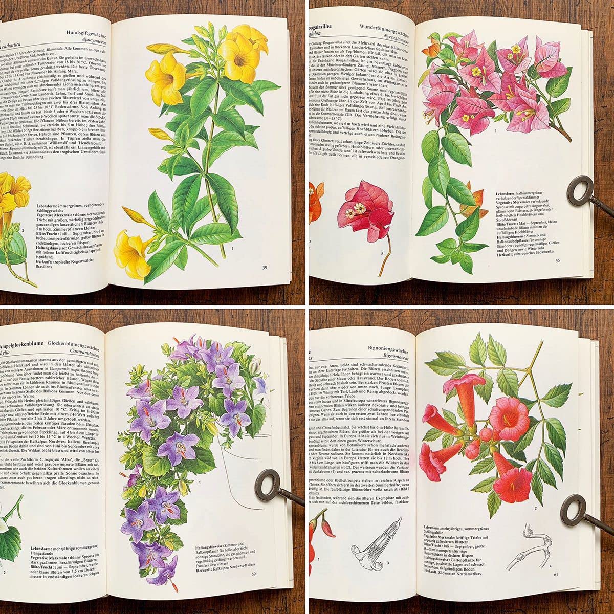 [沢山の植物画]ドイツの古い植物図鑑(1971年)/ボタニカルアート 植物画 / 沢山の植物画]ドイツの古い植物図鑑(1971年)/ボタニカルアート