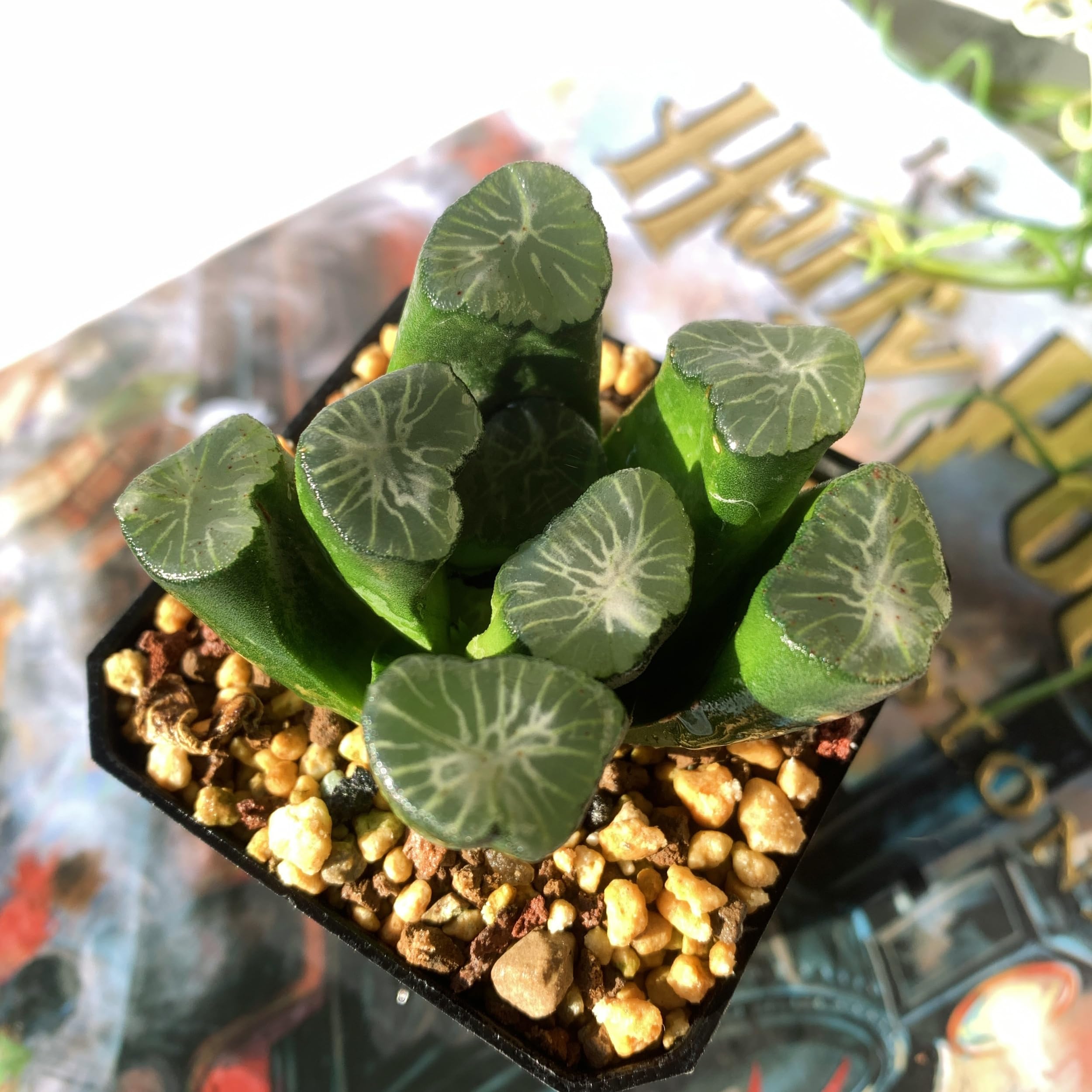 Haworthia Maughanii Sacred Spring