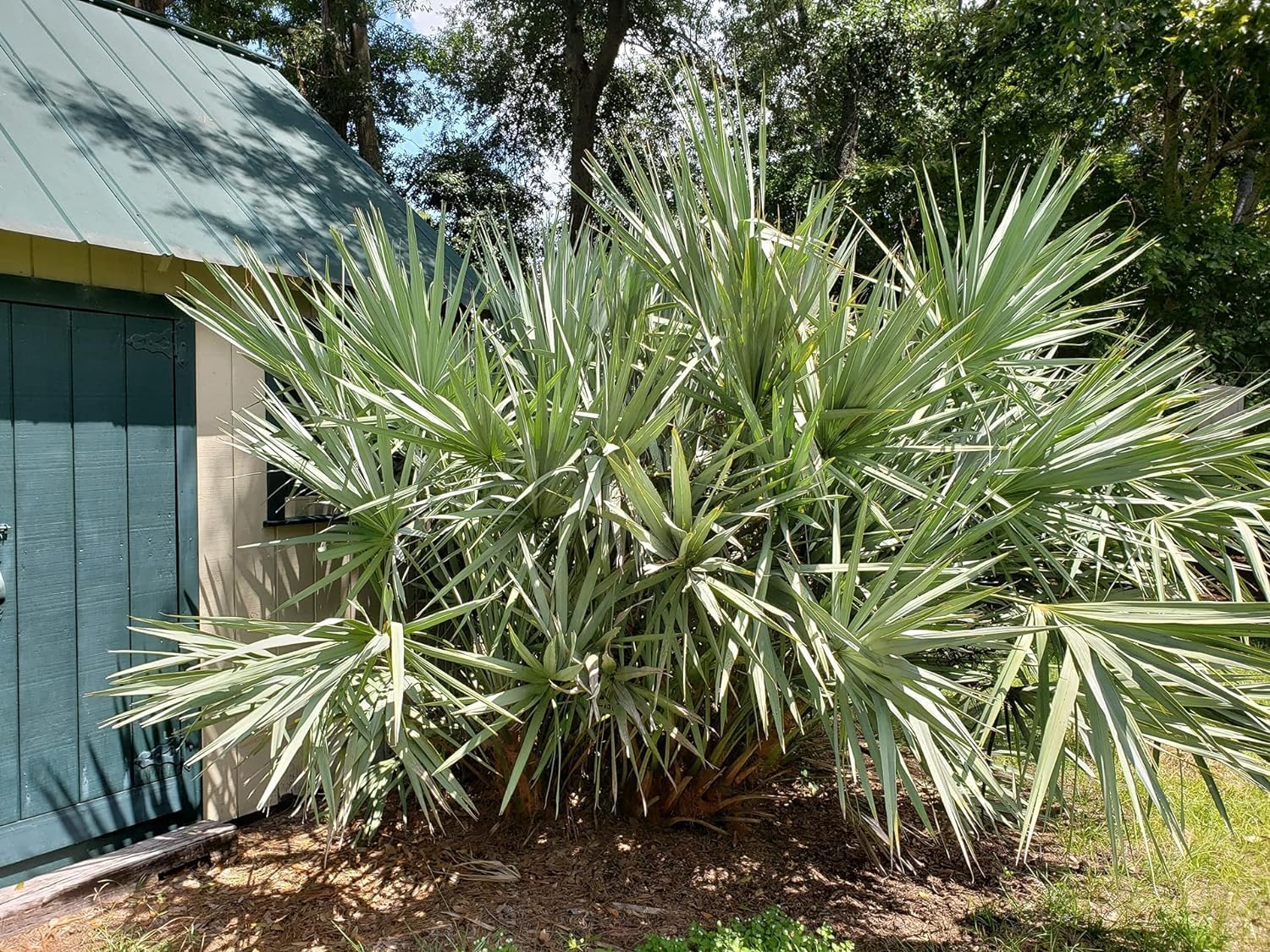 Silver Saw Palmetto - 2 Live Starter Plants in 2 Inch Pots - Serenoa Repens ‘Silver’ - Native Ornamental Palms from Florida