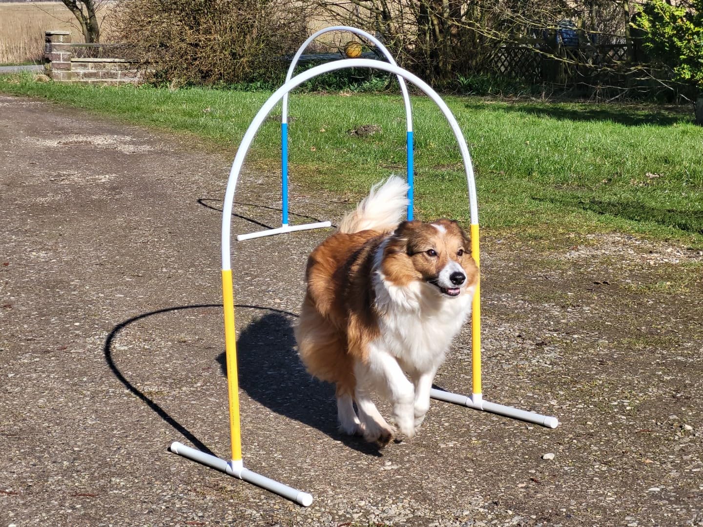 Generisch HOOPERS Agility Combi-Set, 1 Gate/Zaun blau, 3 Bögen rot-blau-gelb