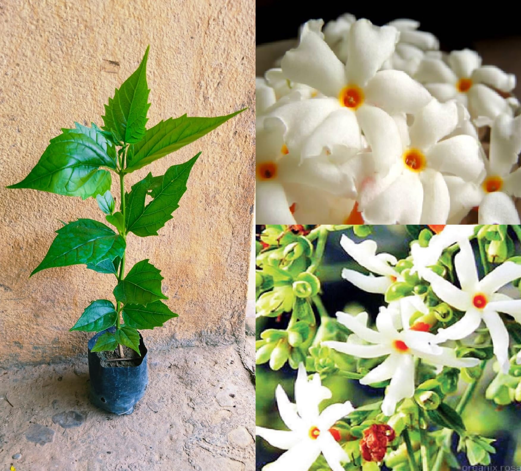 Oxiflora"Shiuli Phool – Harsingar – Parijat Flower"-1 Healthy Live Super Yielding Early Flower Plant 1-1.5 Ft Height in Nursery Grow Bag for Home Garden (B0C7P5GPPB) Amazon Price History, Amazon Price Tracker