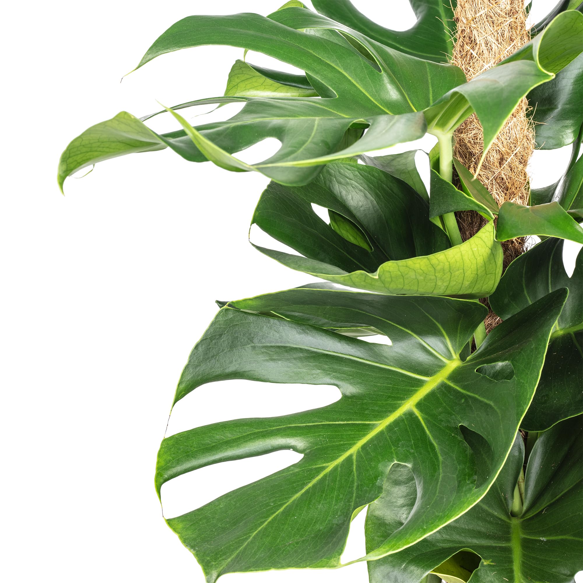 Fensterblatt am Moosstab - pflegeleichte Zimmerpflanze, Monstera deliciosa - Höhe ca. 80 cm, Topf-Ø 19 cm